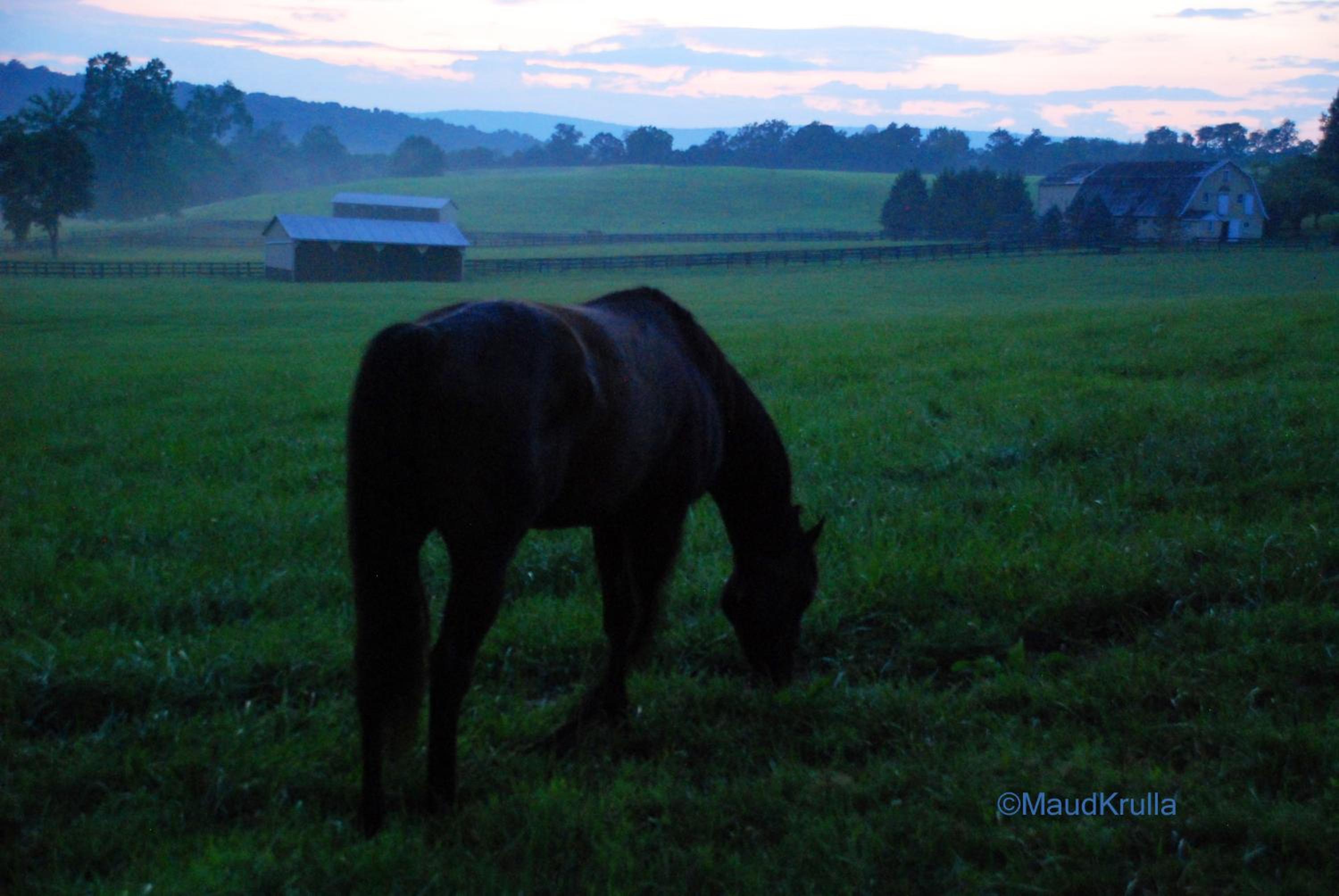 Villa Maud - Property Image 7