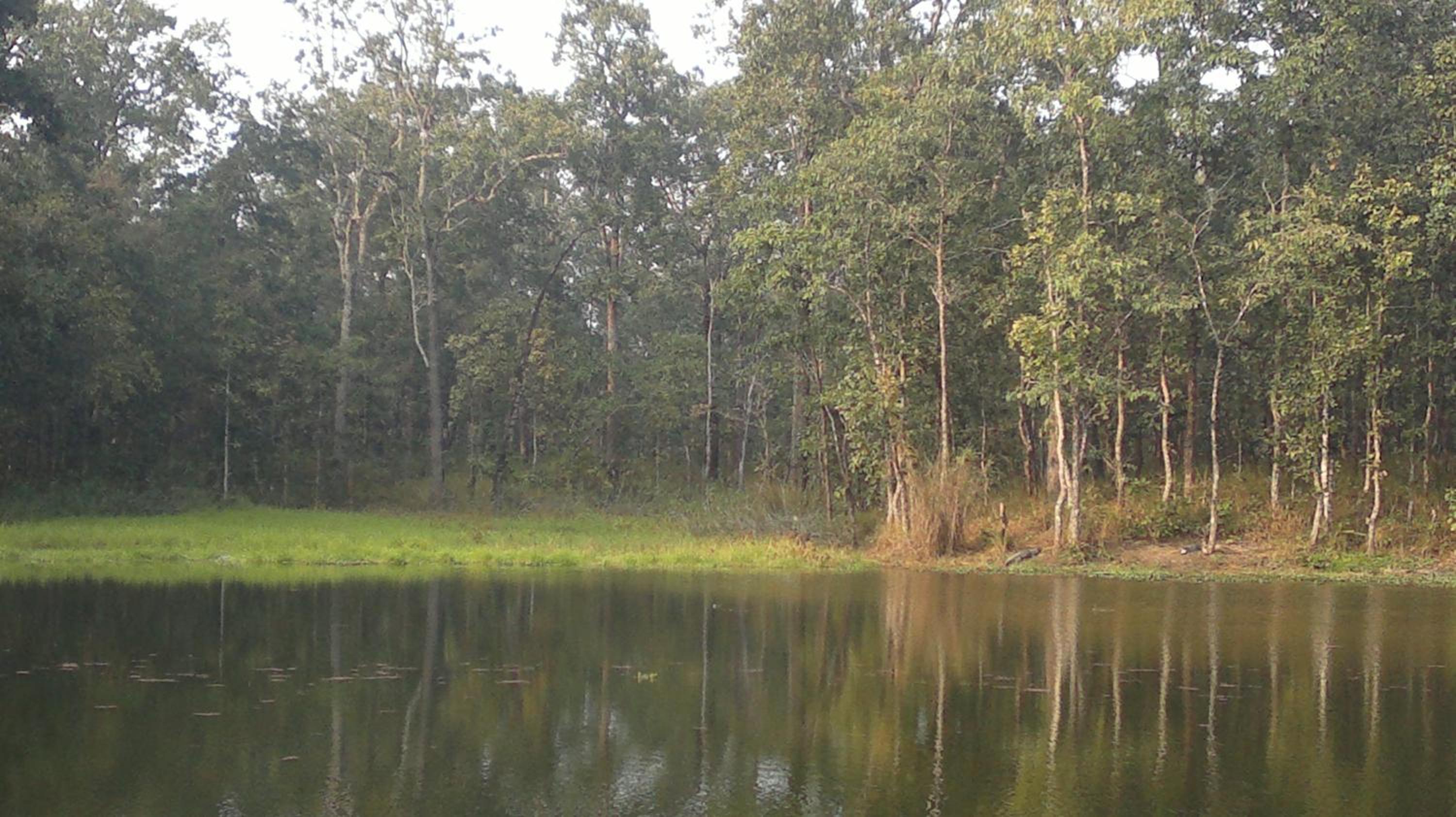 Sauraha Resort