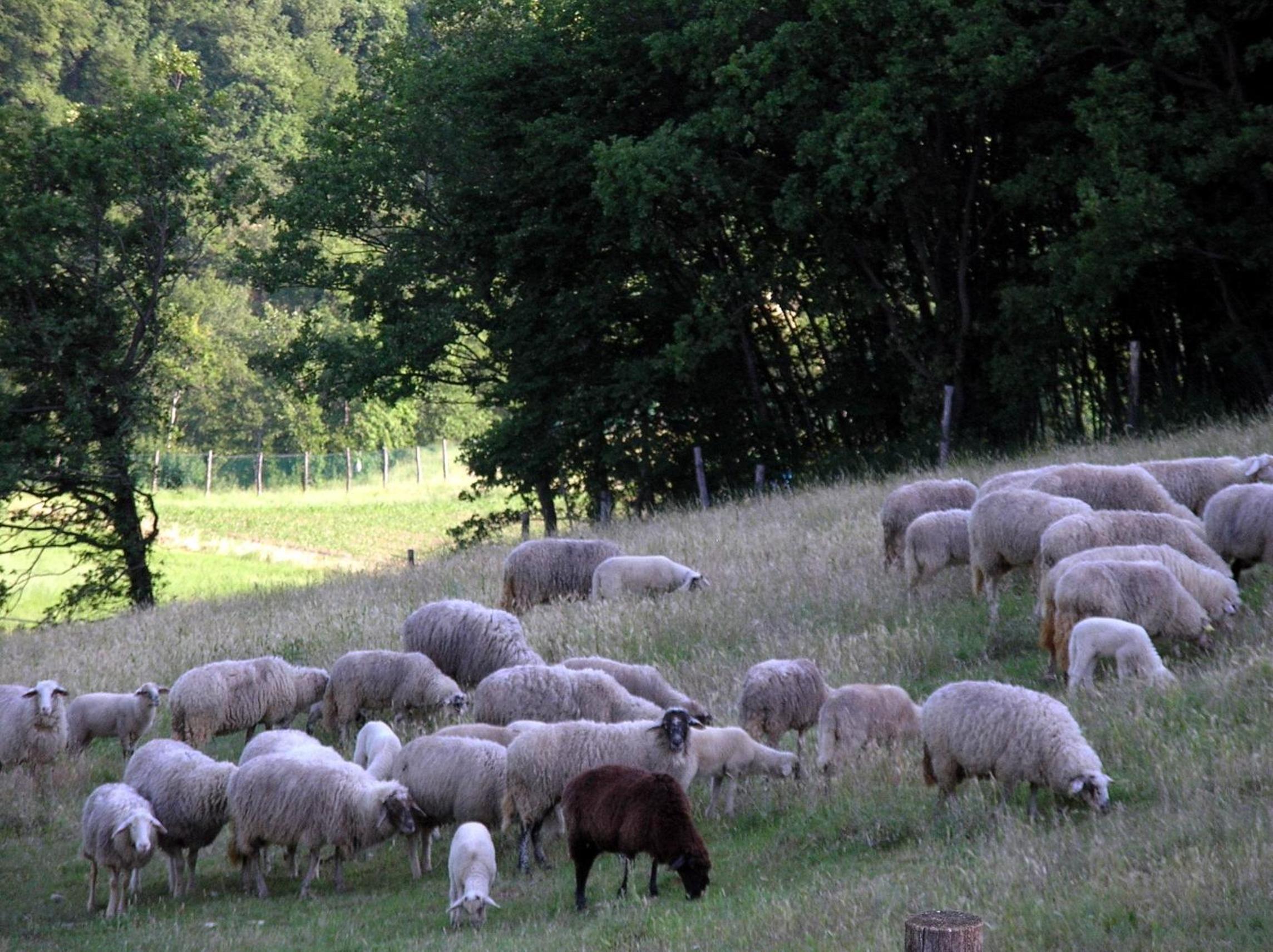 Agriturismo Orsaiola