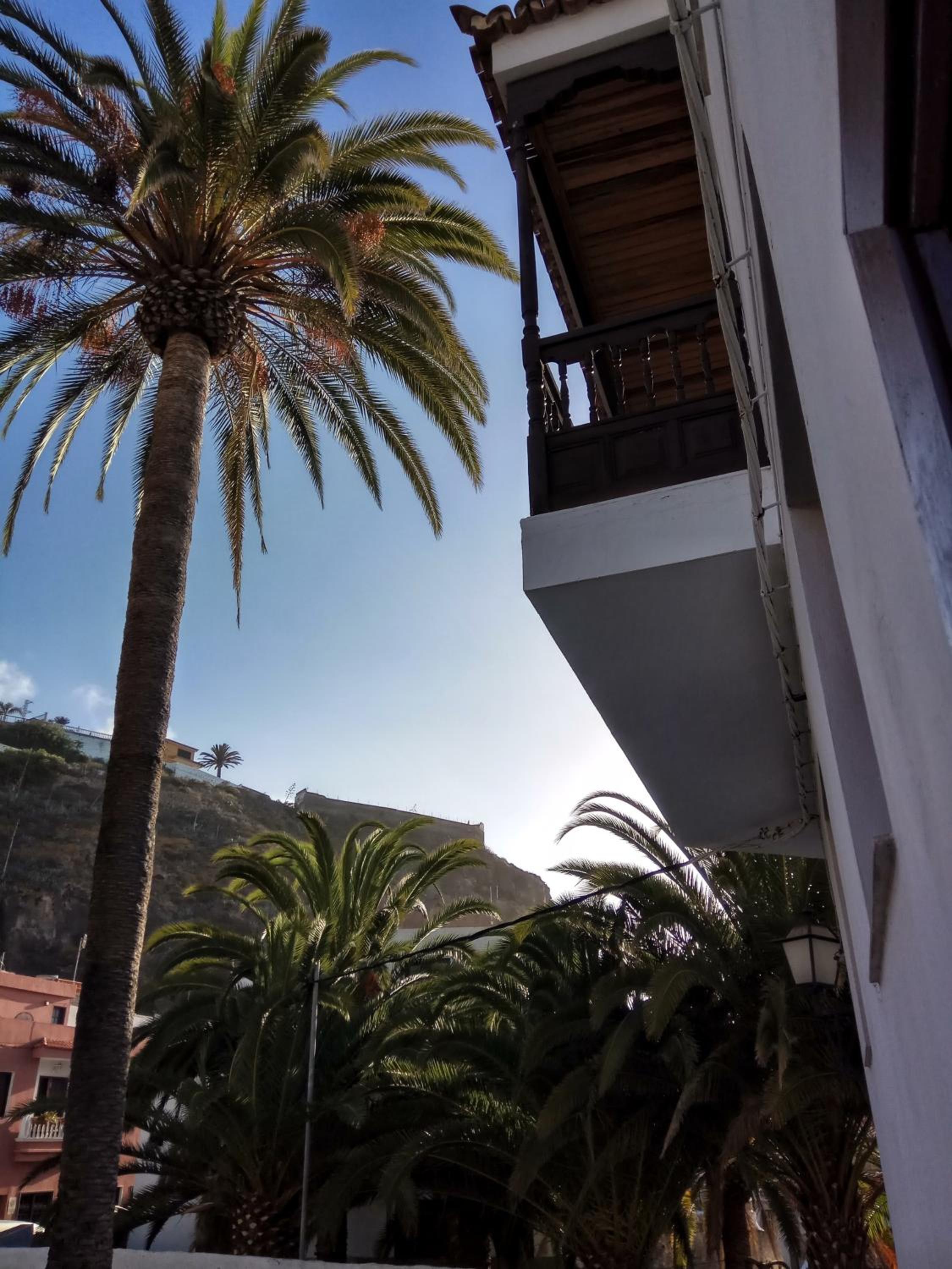 Phoenix Canariensis view 2