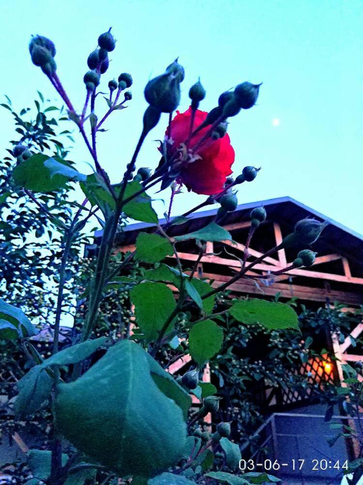 Guest House Albatros