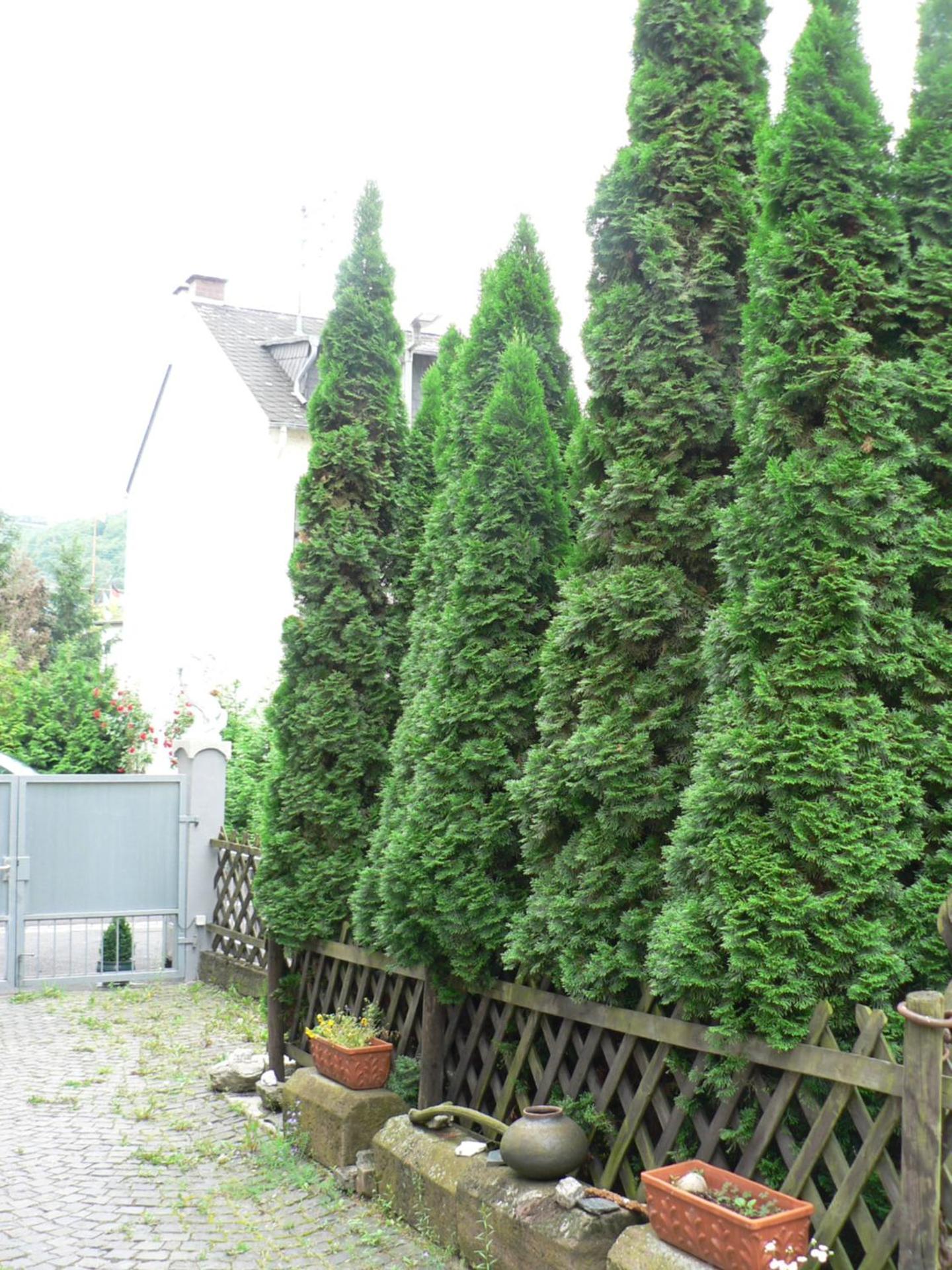 Photo 41