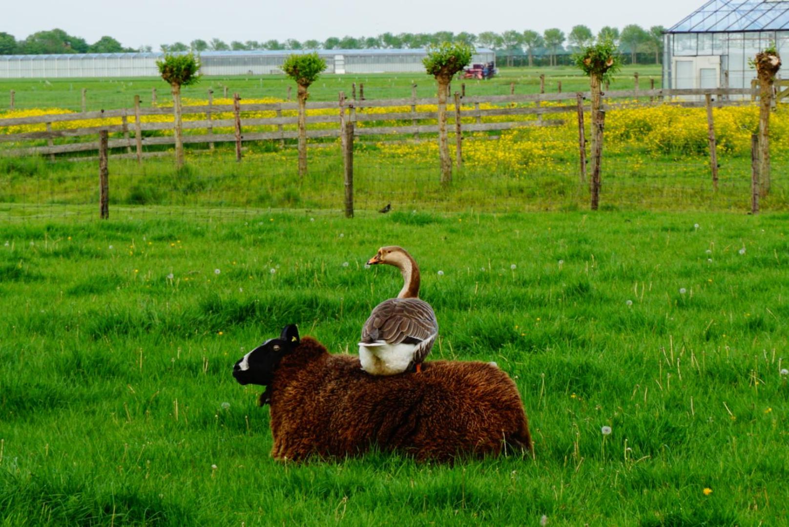 B & B De Gouwe Plek view 2