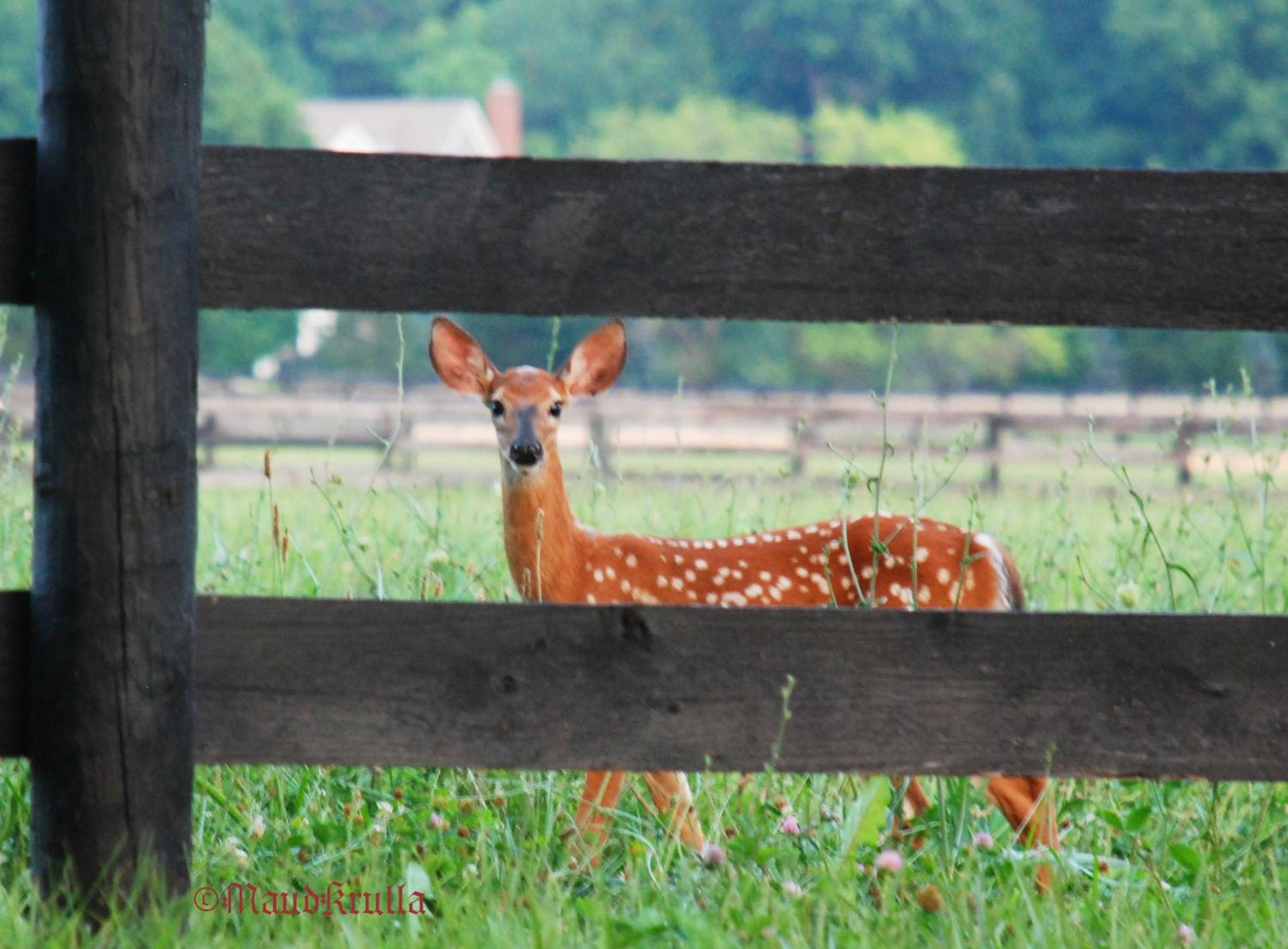 Villa Maud - Property Image 56