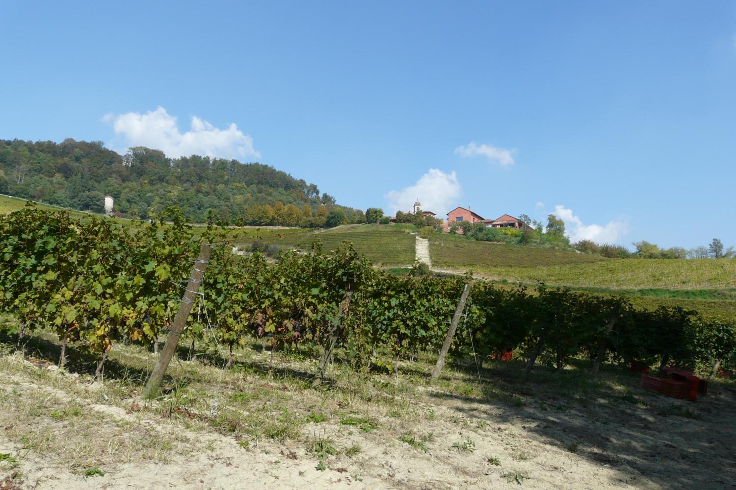 Tenuta Tenaglia