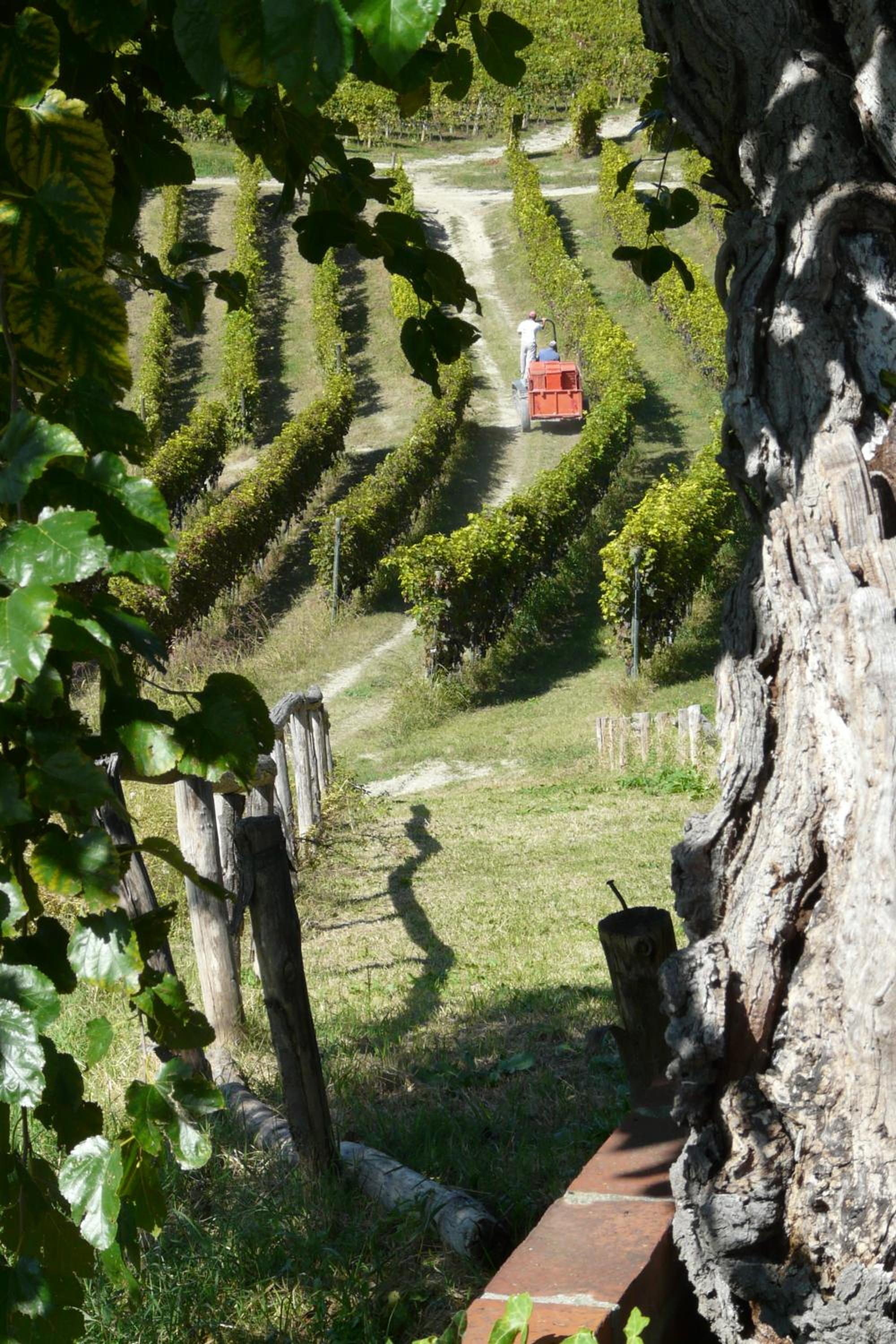 Tenuta Tenaglia