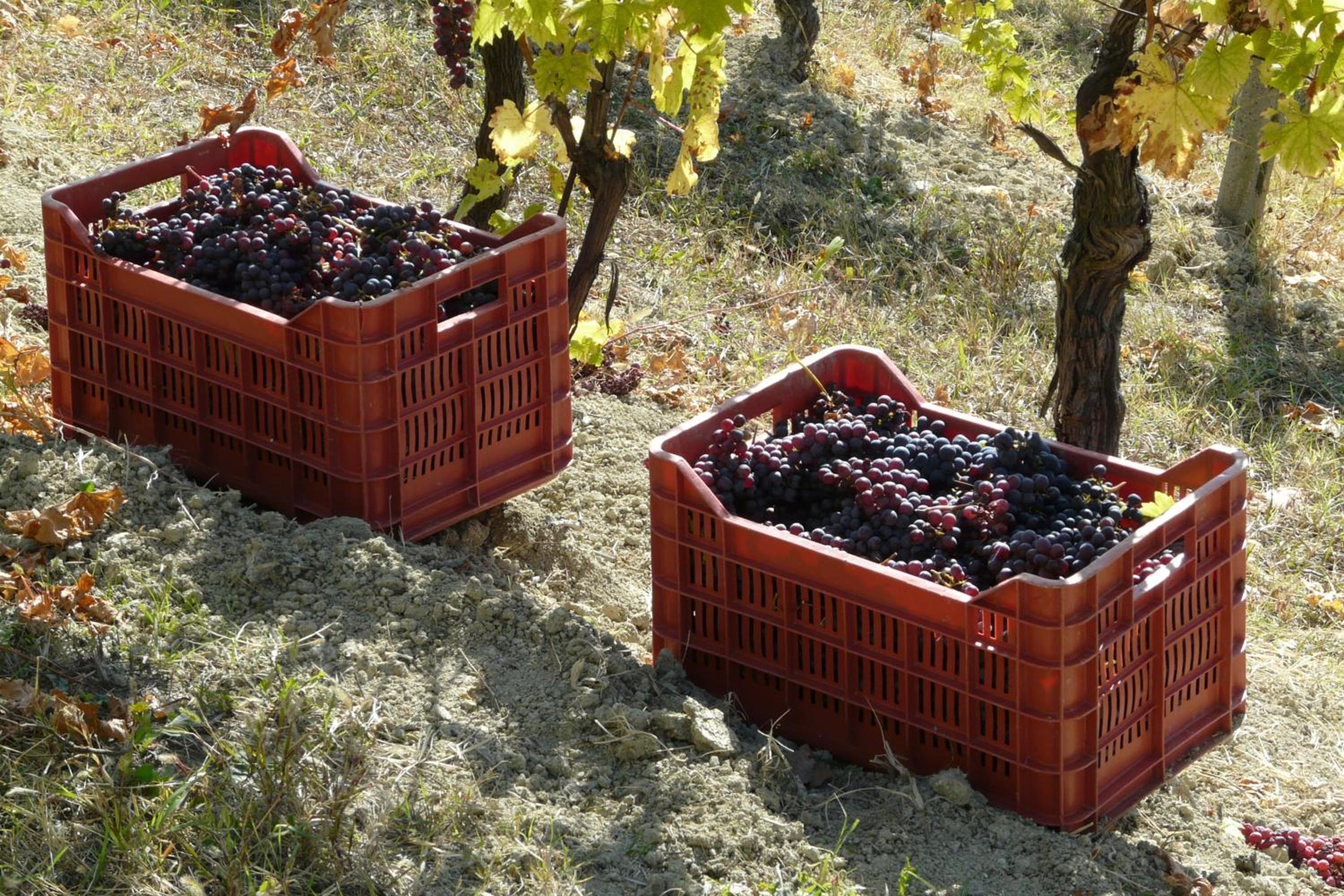 Tenuta Tenaglia