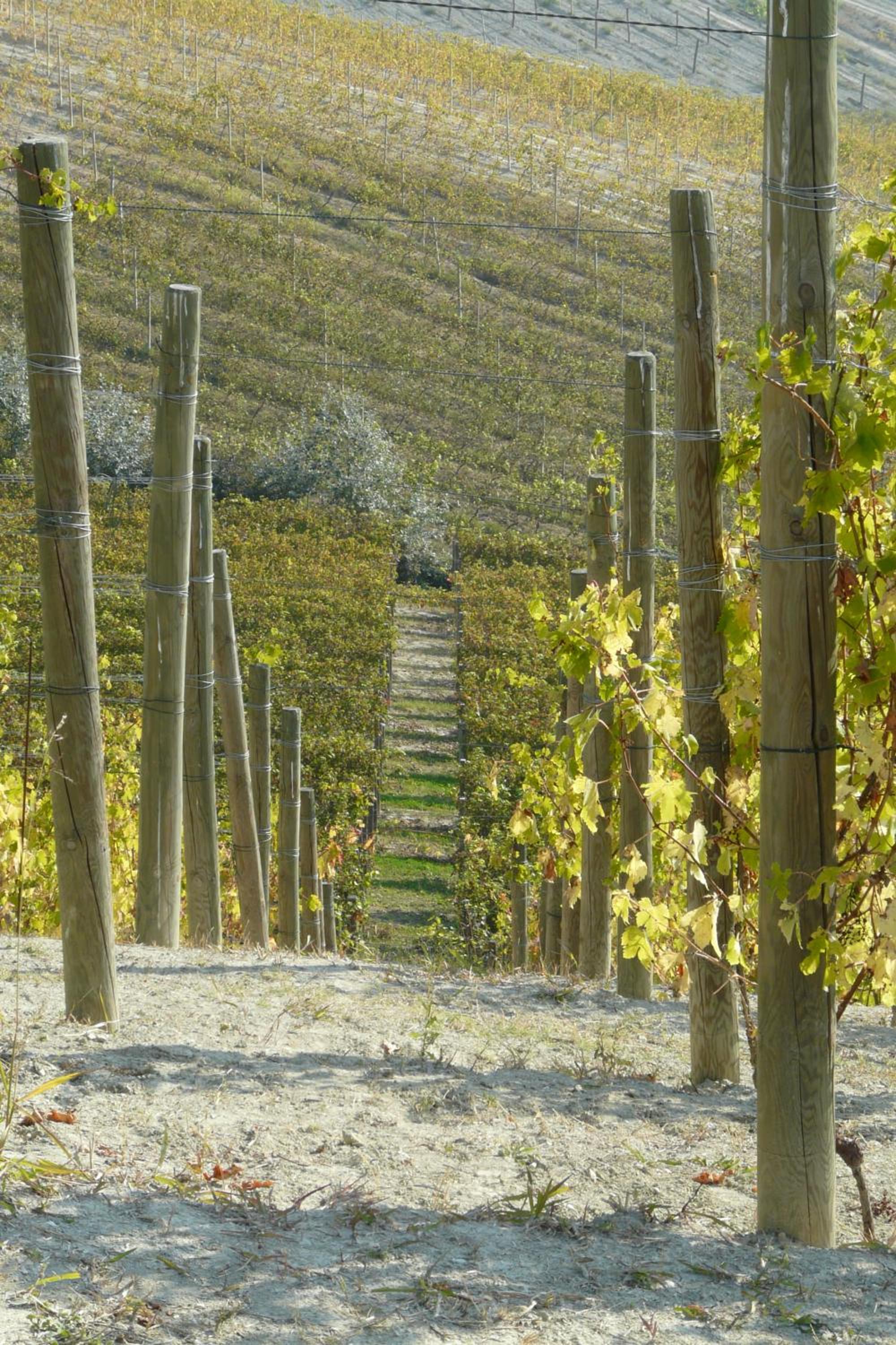 Tenuta Tenaglia