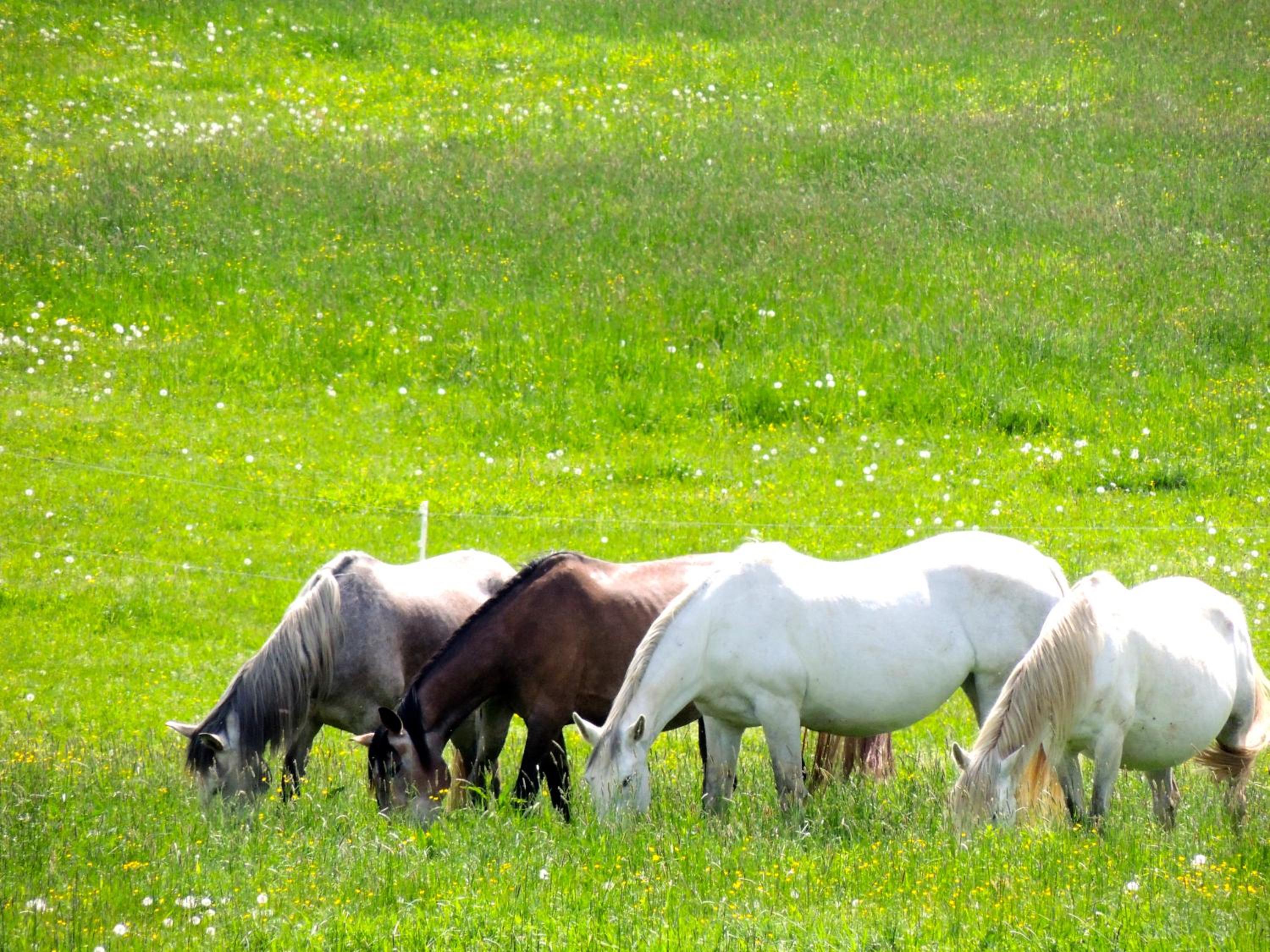 Kerca Bio Farm