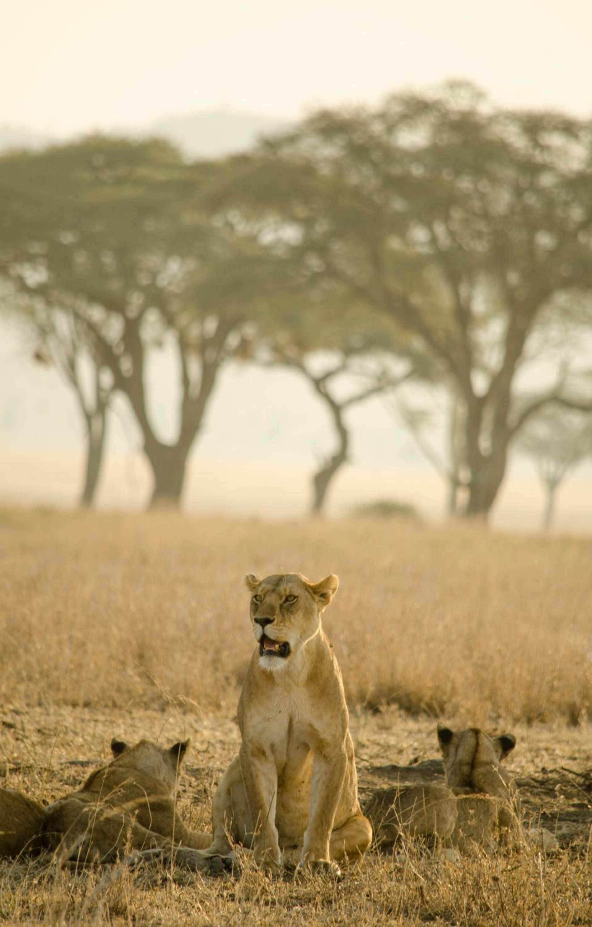 Mawe Tented Camp