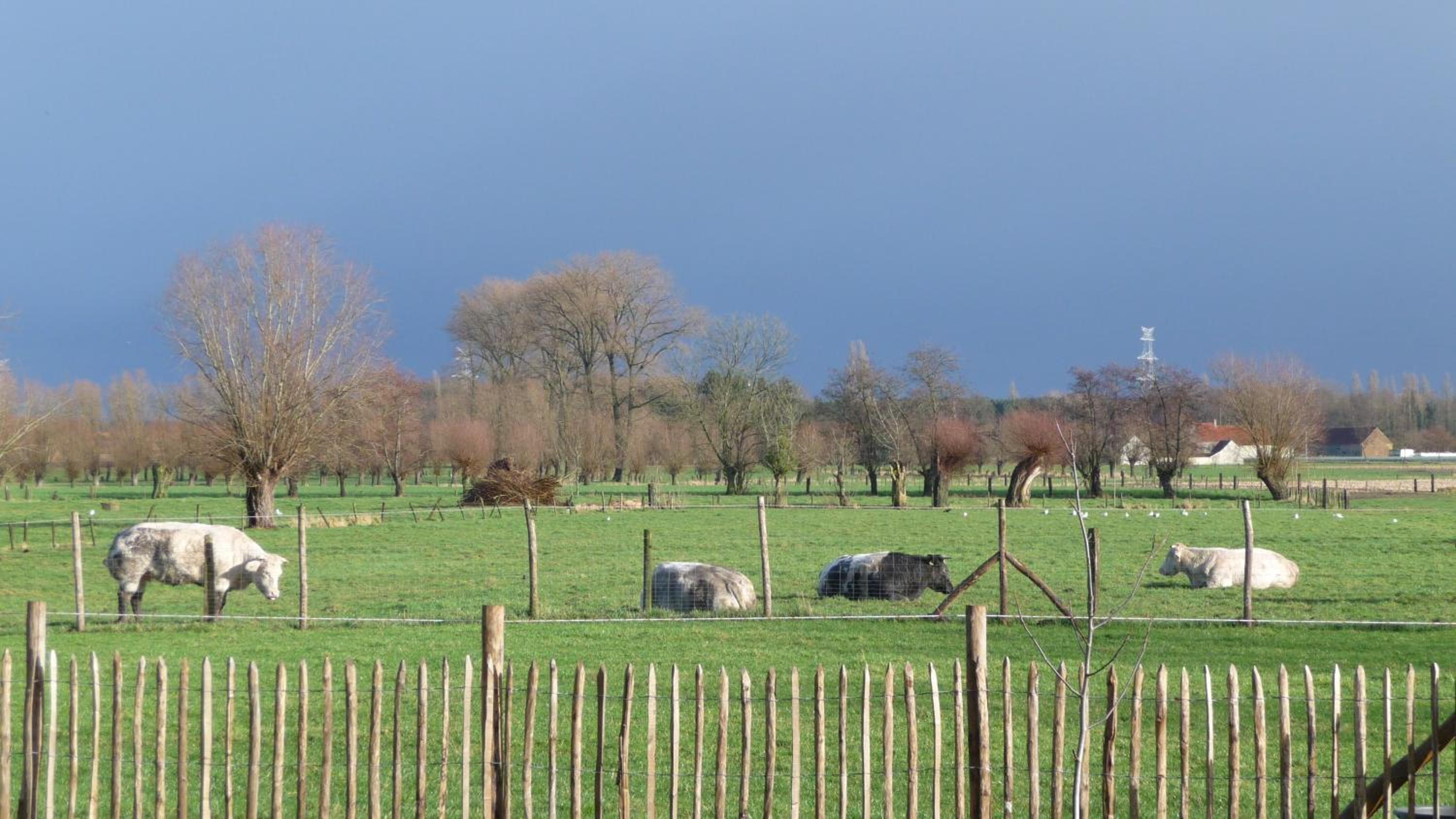 B&B De Vossenbarm
