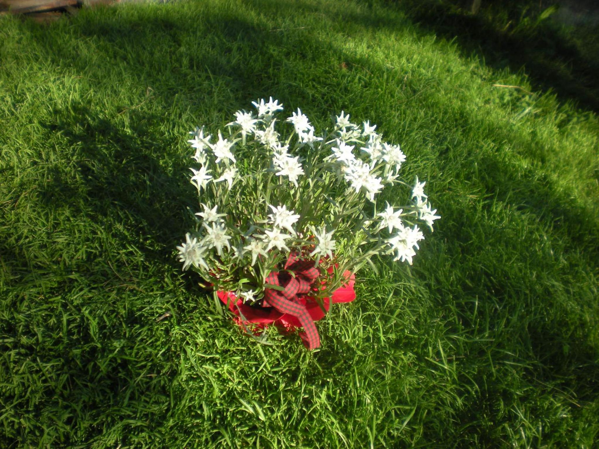 Photo 34