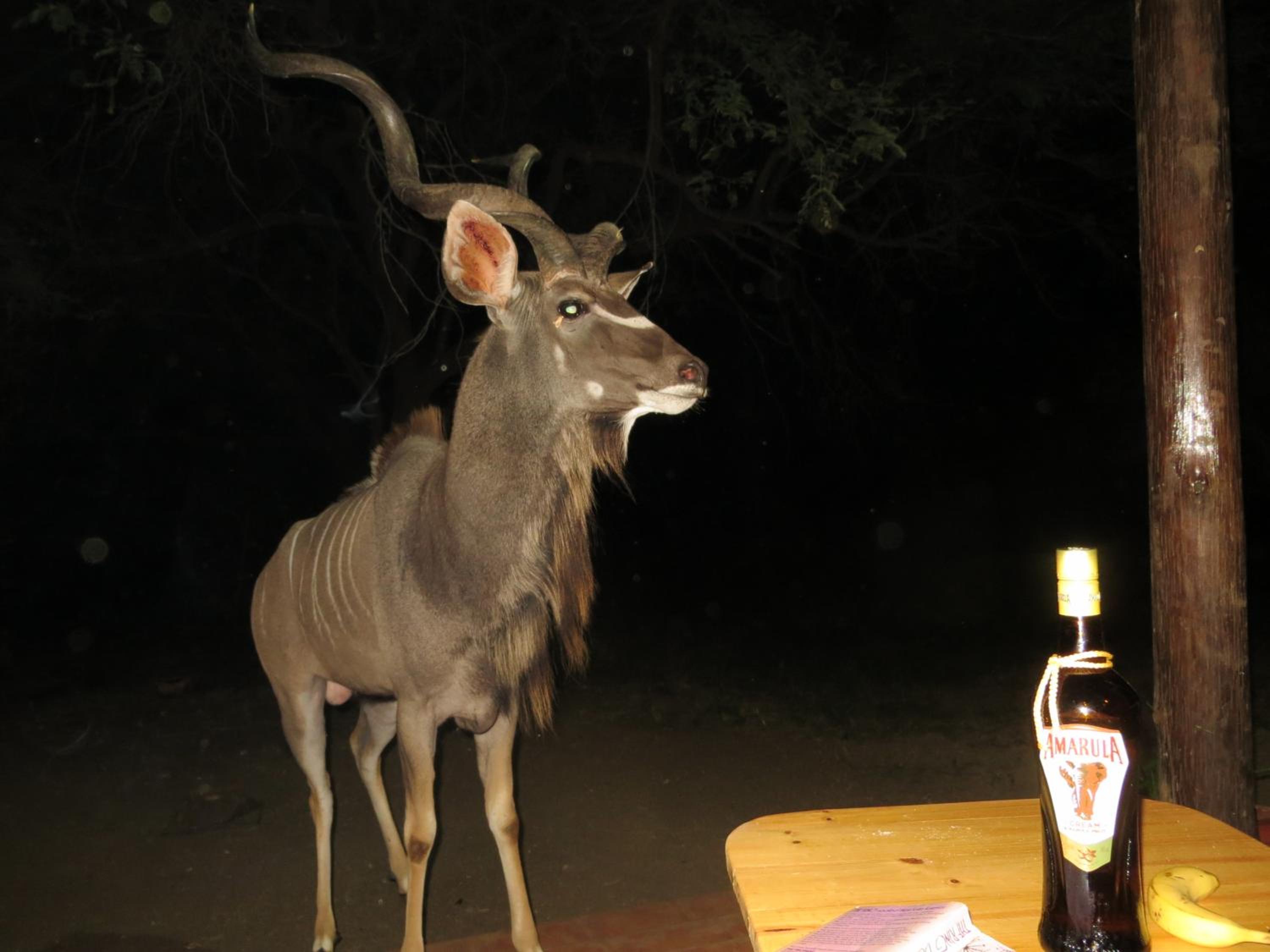 Kruger Safari Animal Encounter