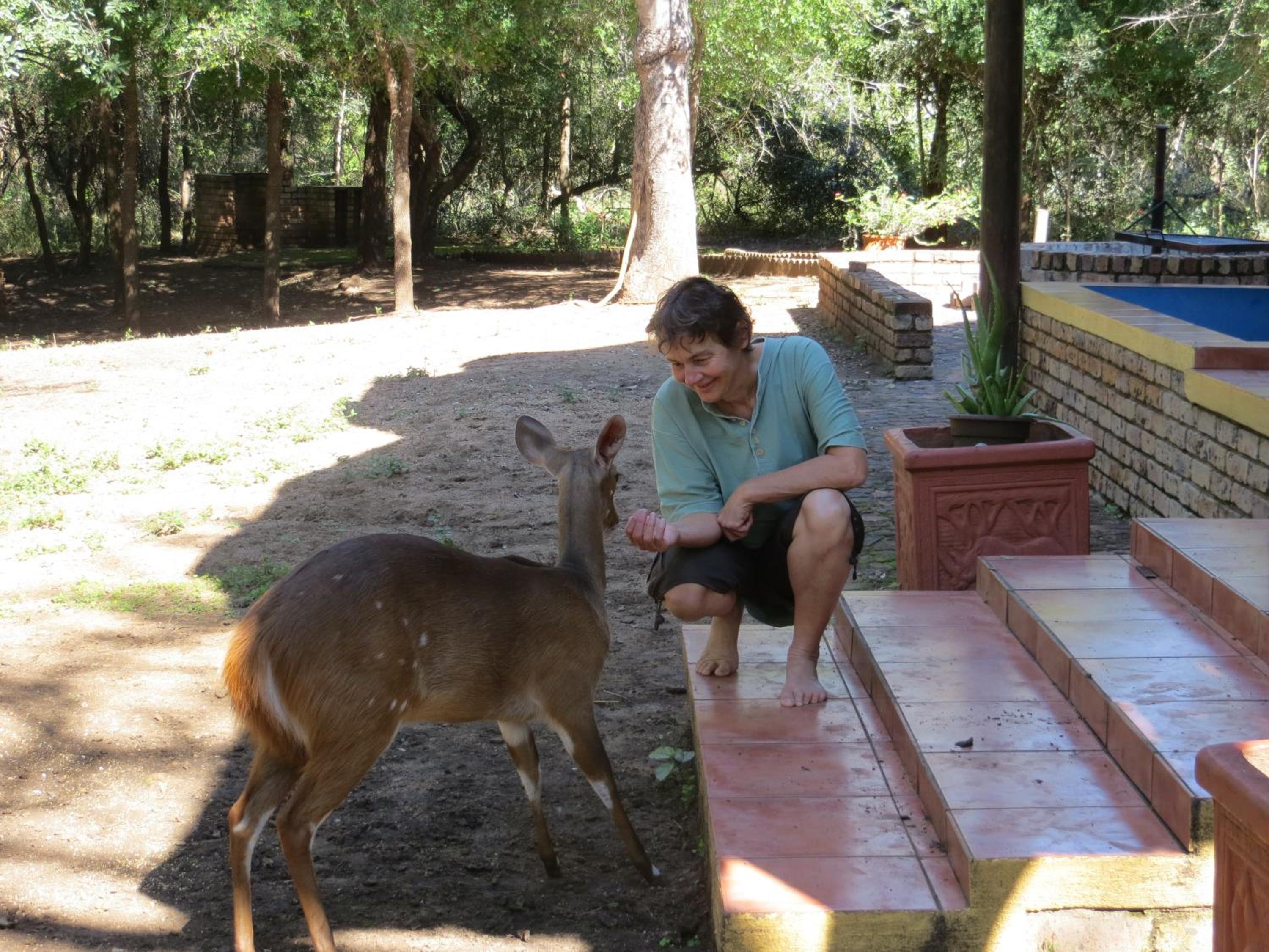 Kruger Safari Animal Encounter
