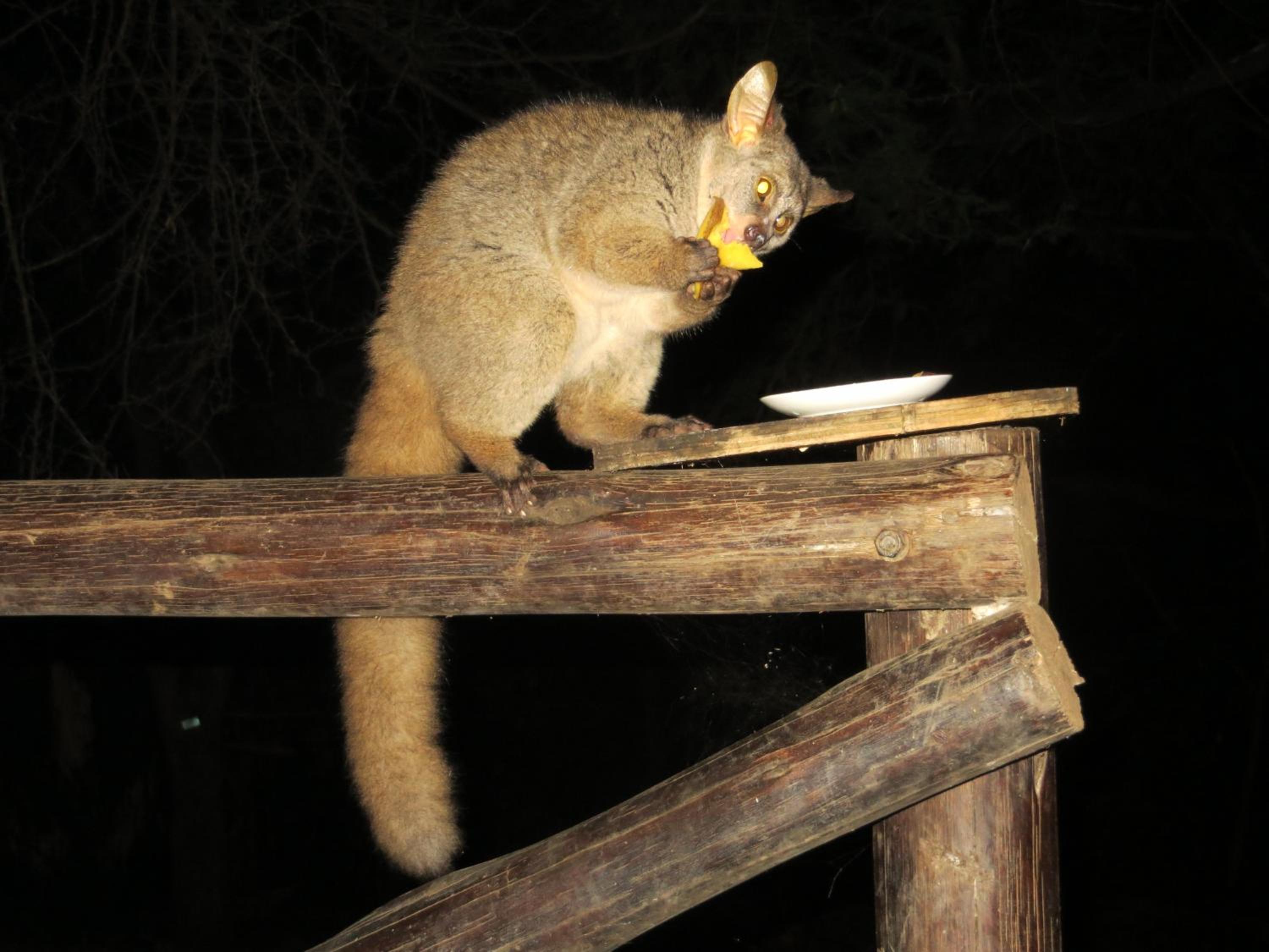 Kruger Safari Animal Encounter