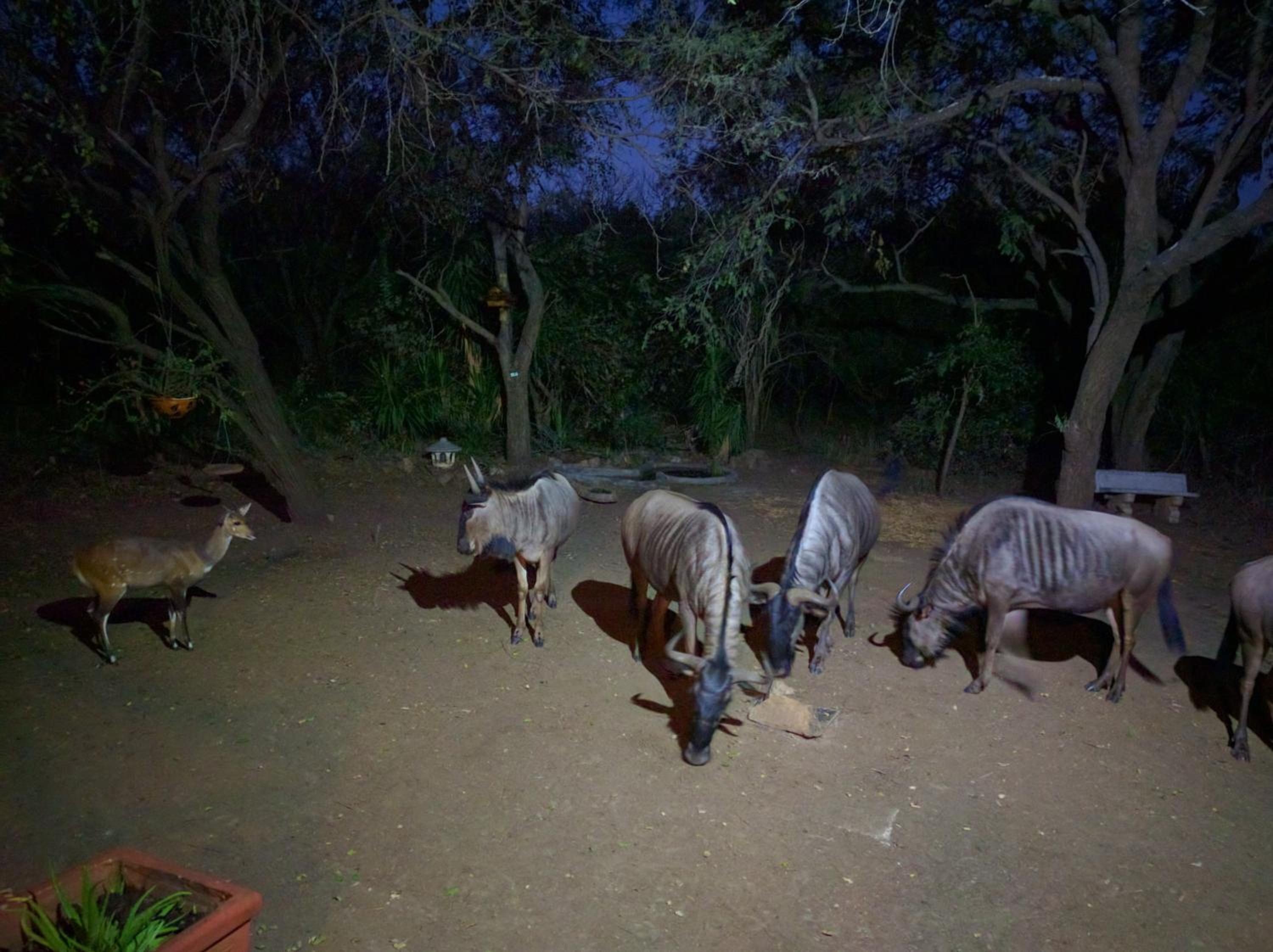 Kruger Safari Animal Encounter