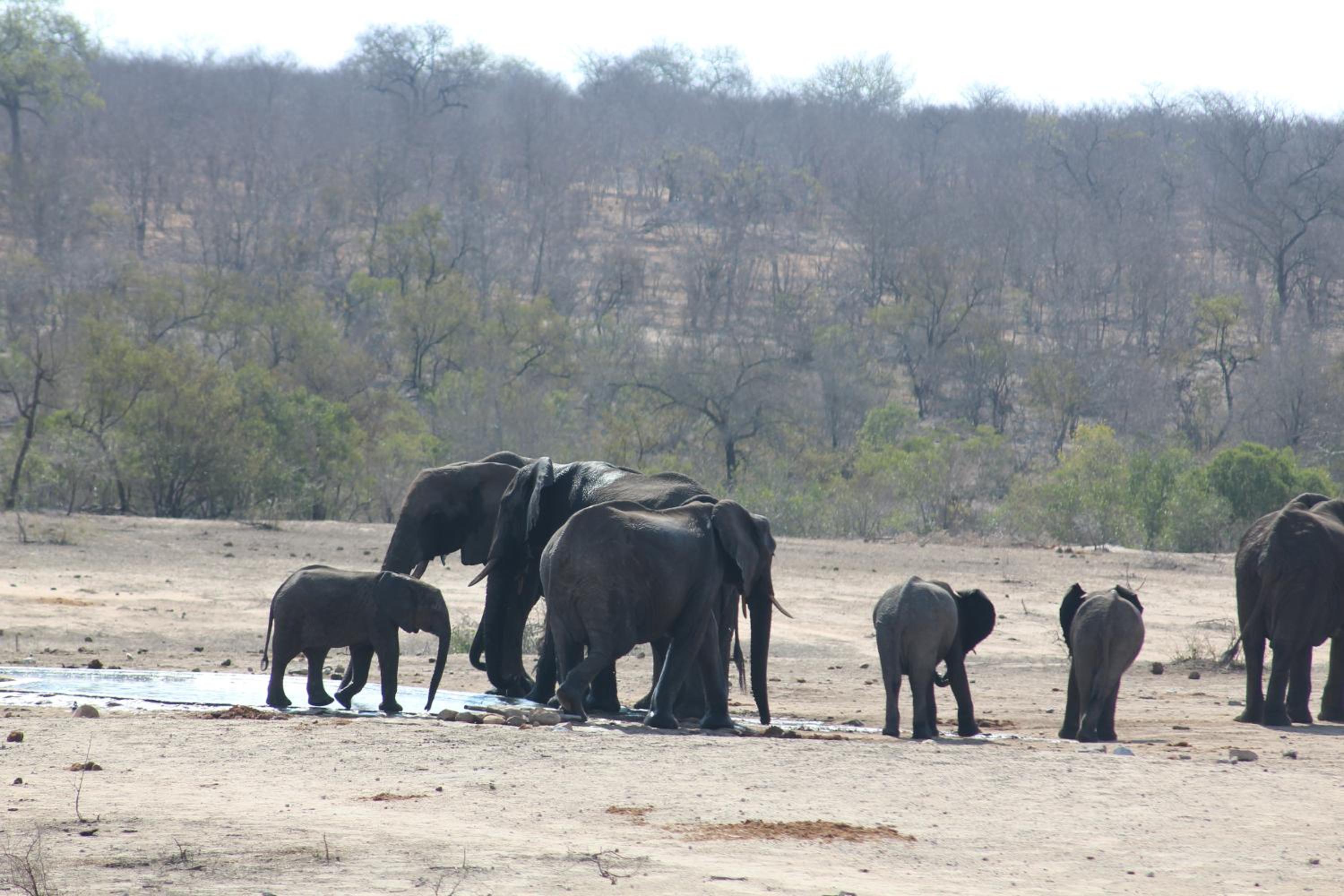 Kruger Safari Animal Encounter