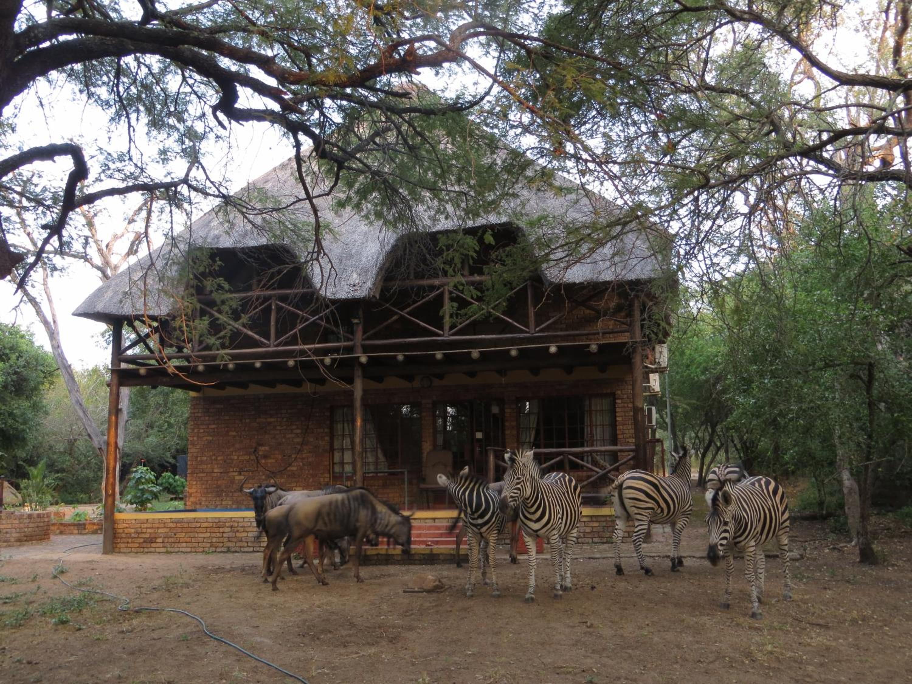 Kruger Safari Animal Encounter