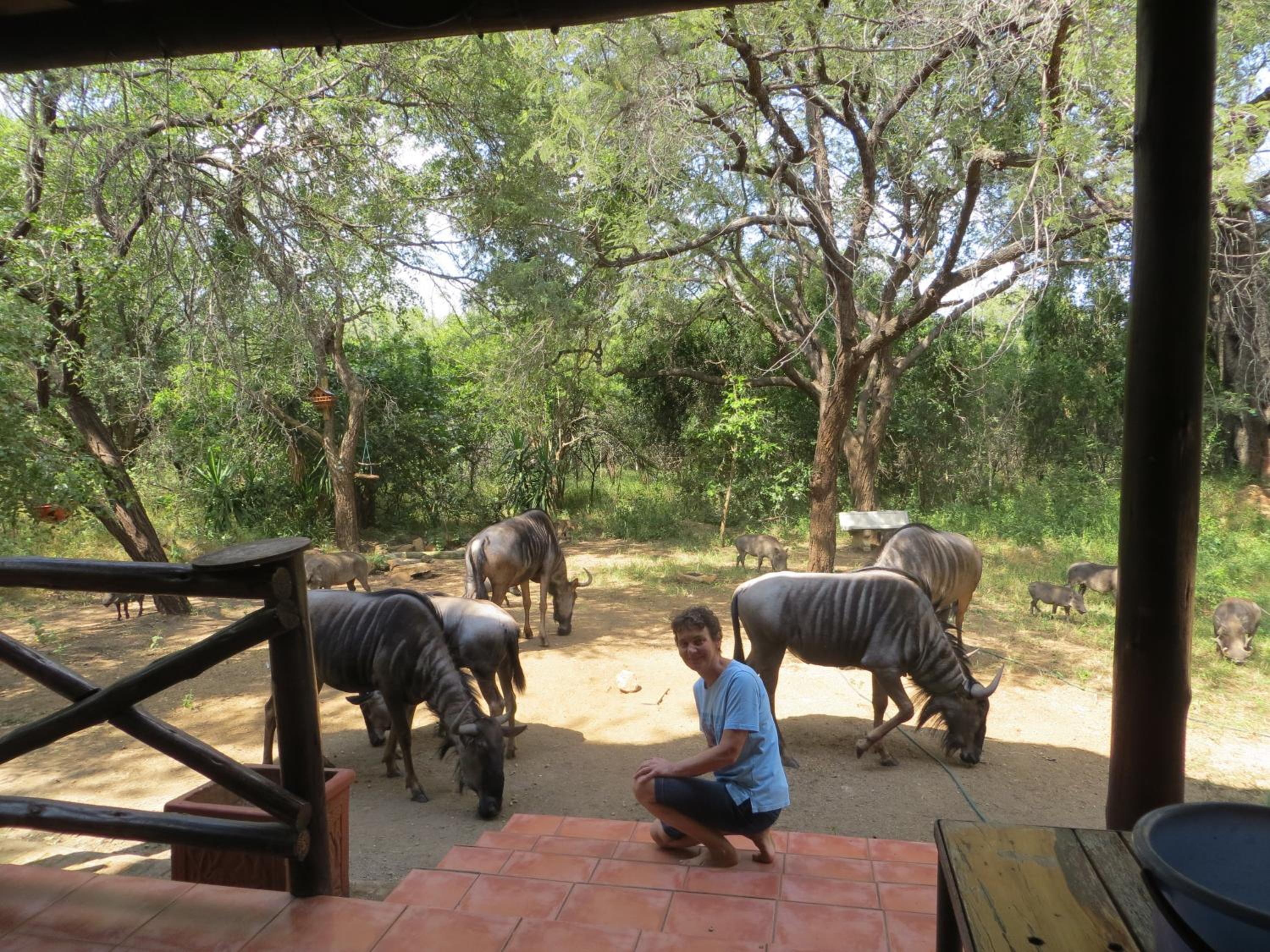 Kruger Safari Animal Encounter