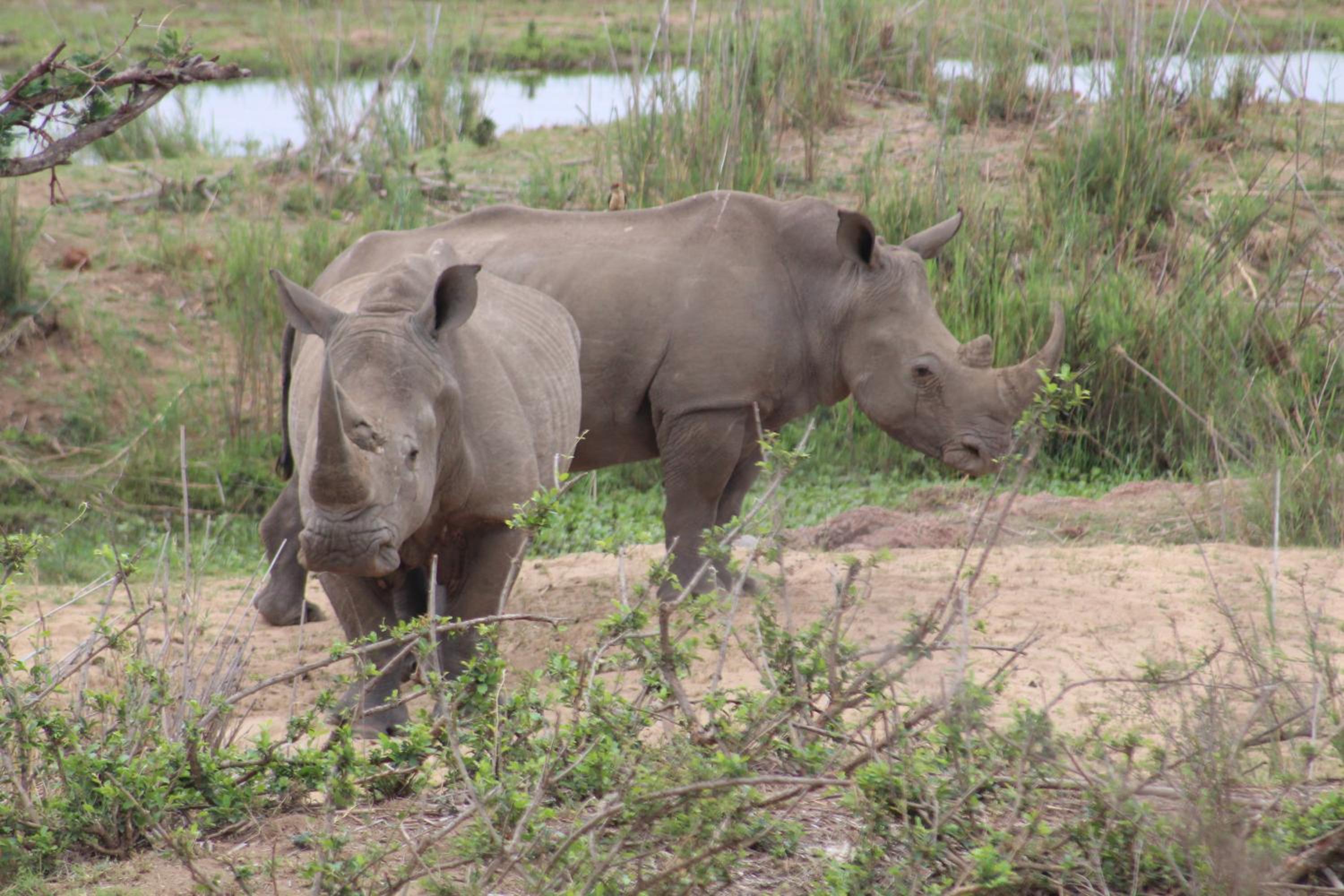Kruger Safari Animal Encounter