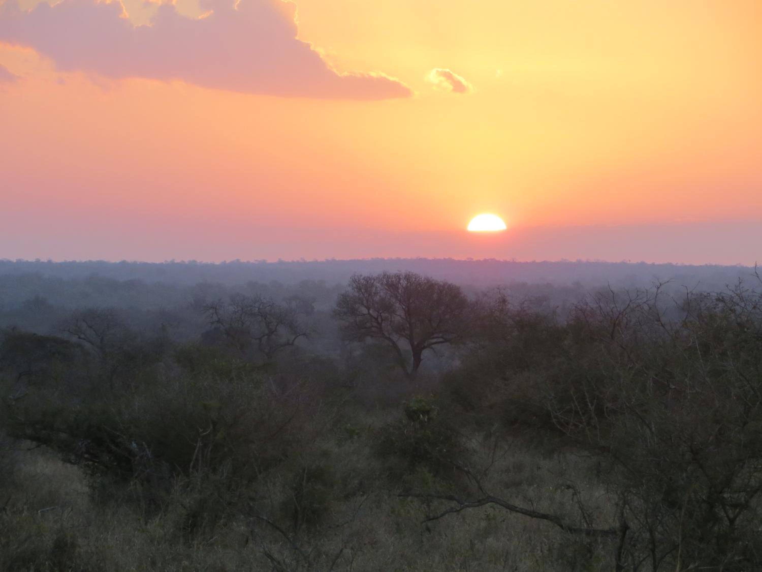Kruger Safari Animal Encounter