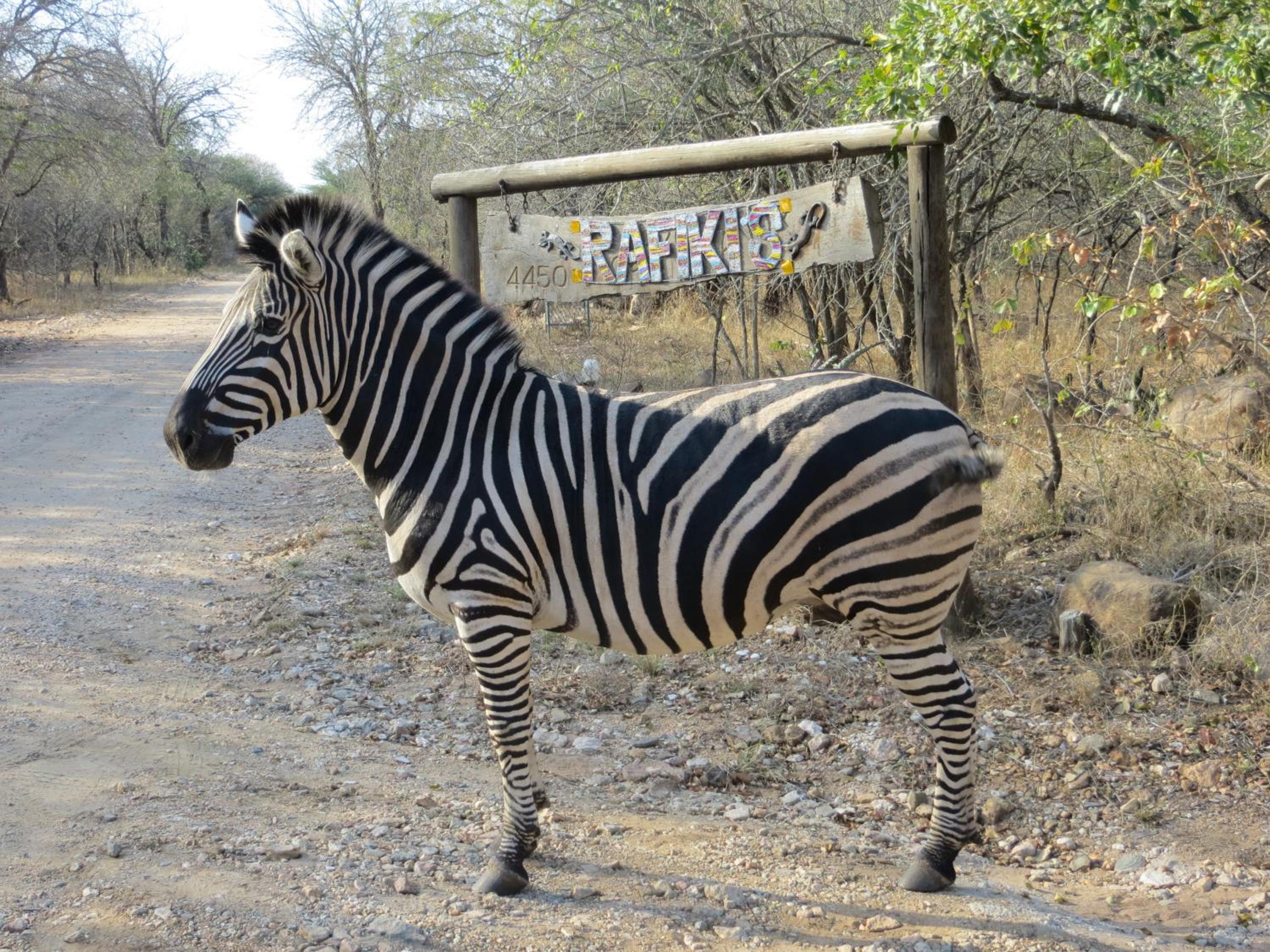 Kruger Safari Animal Encounter