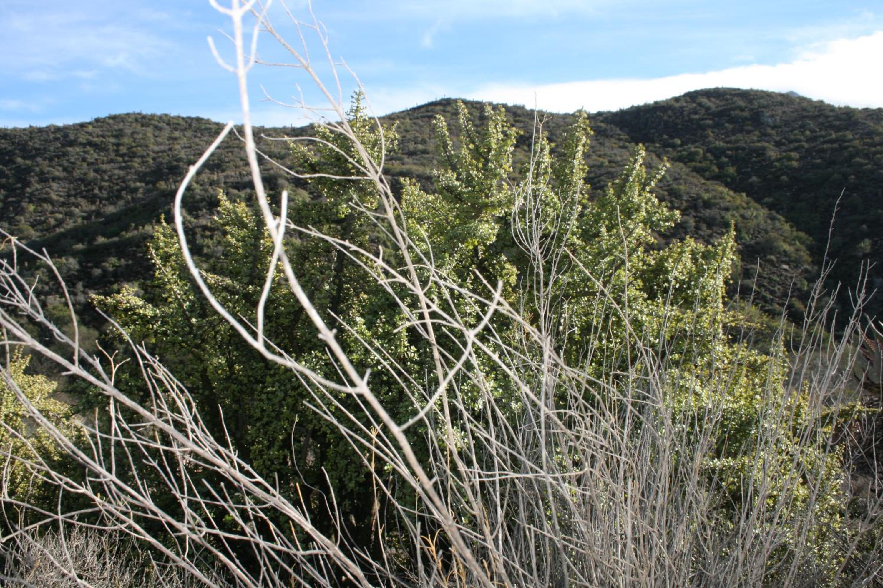 Photo 46