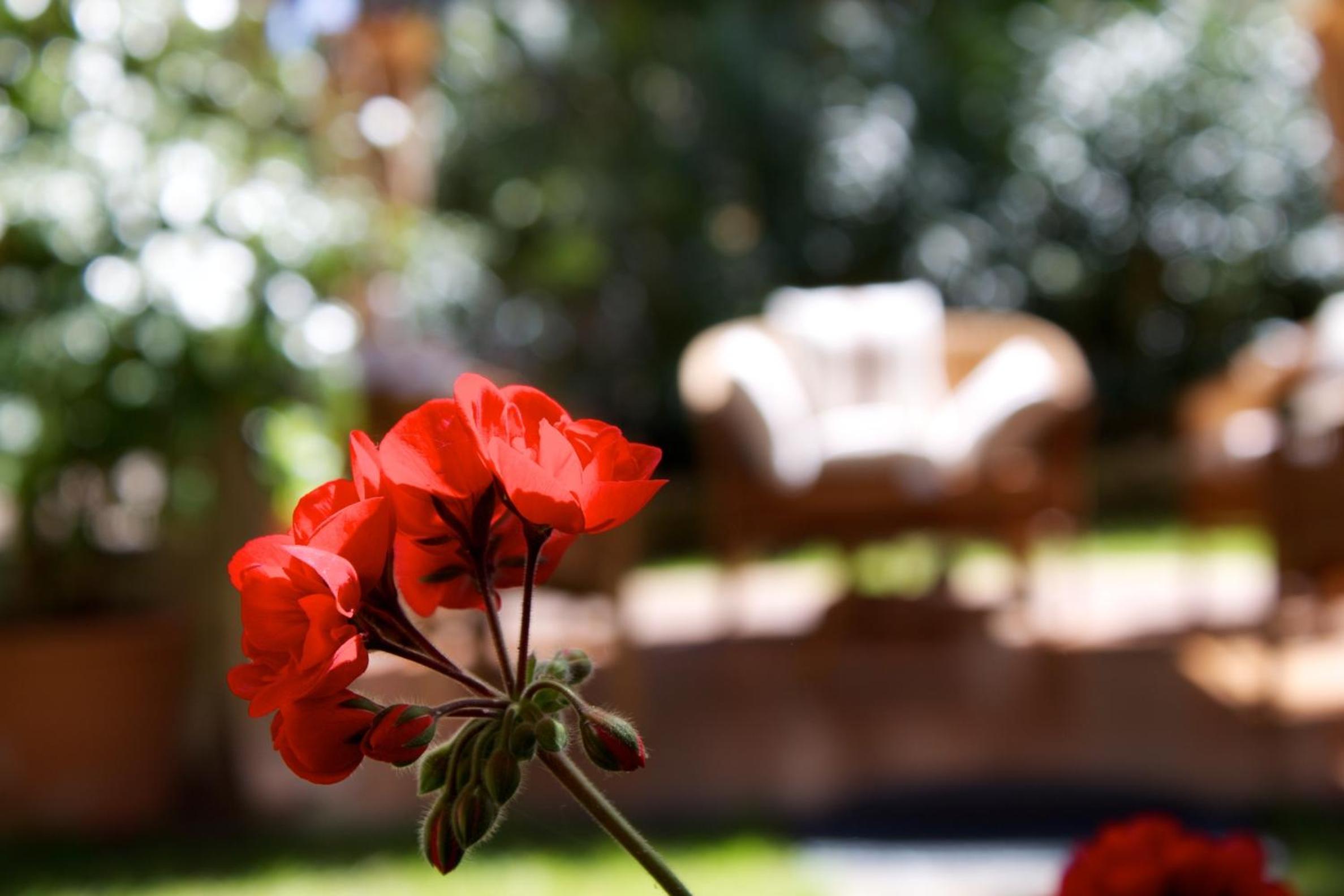 La Villetta Adults Only con giardino a Pula