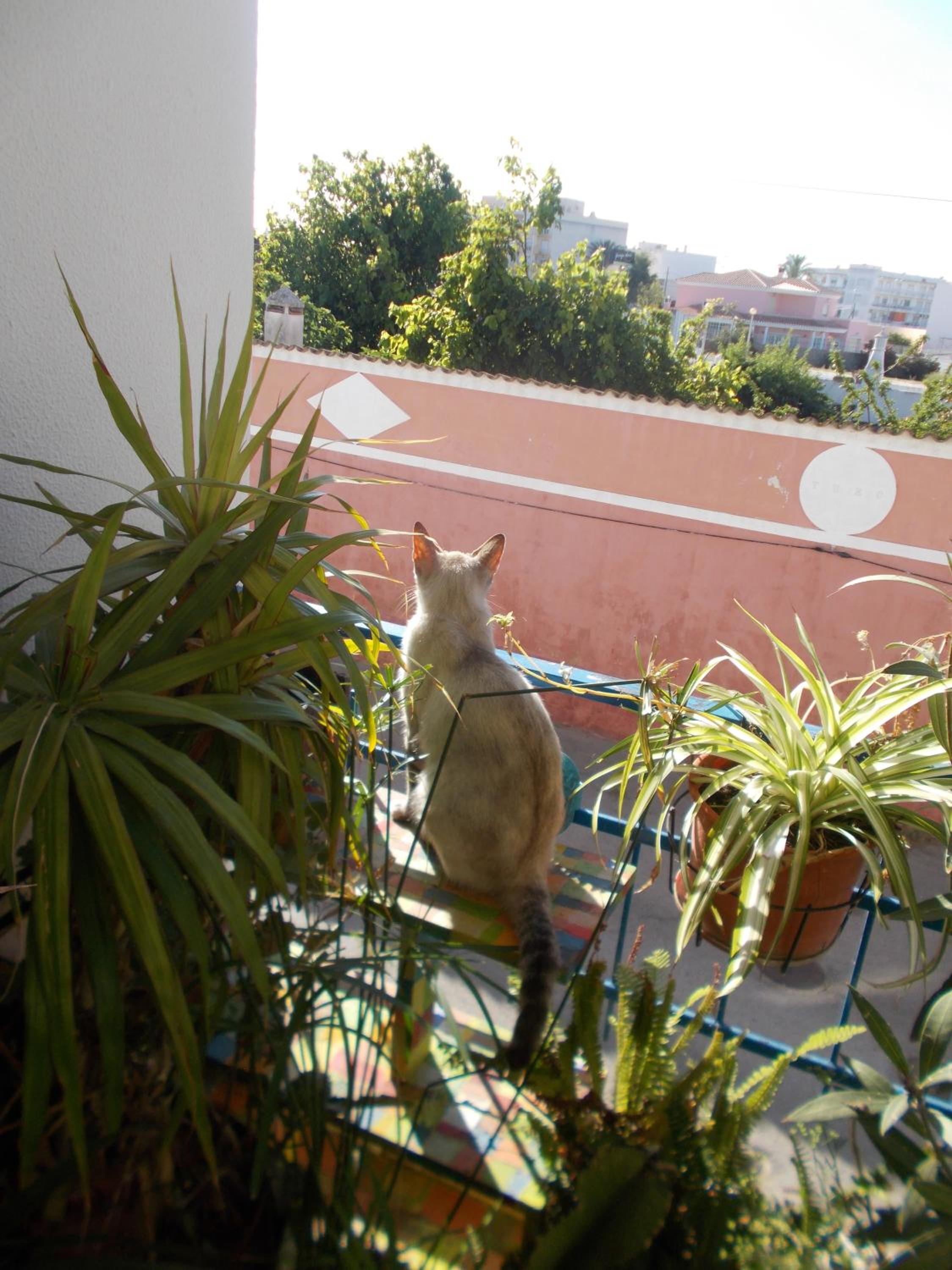 Photo 43