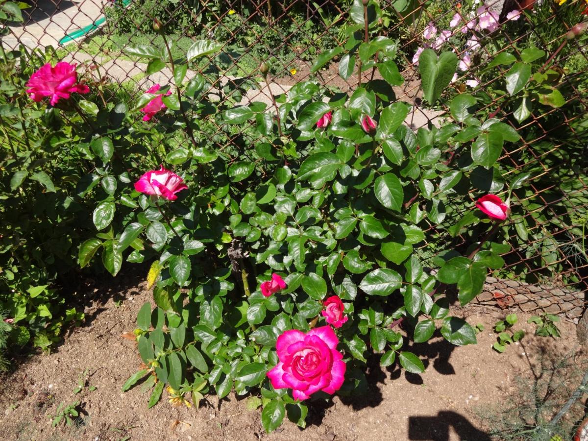 Photo 36