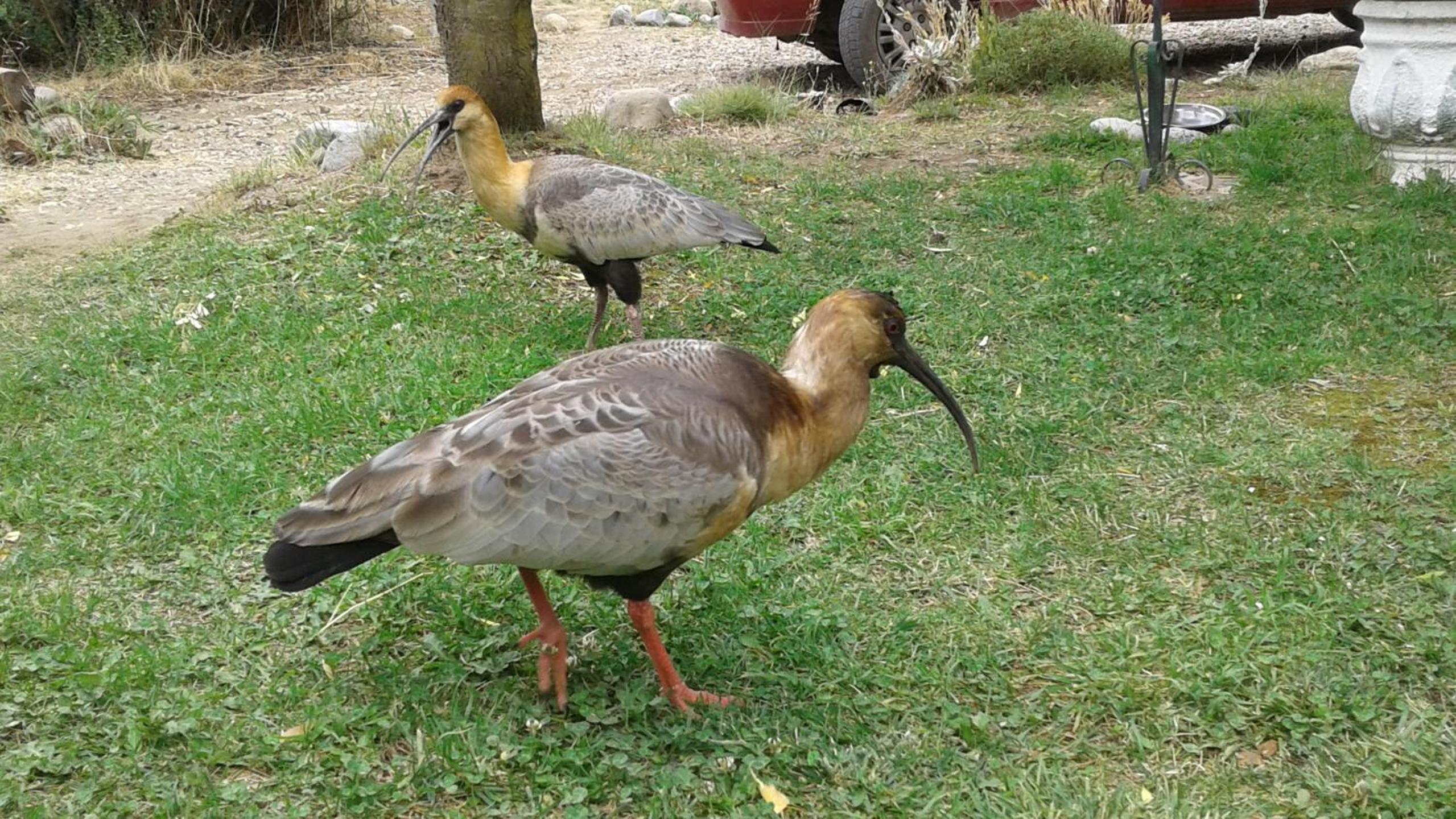 Cabañas Lemu Hue