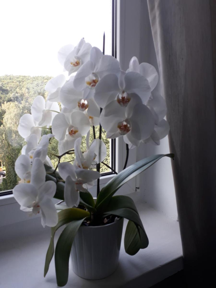 Apartament Marina view 4