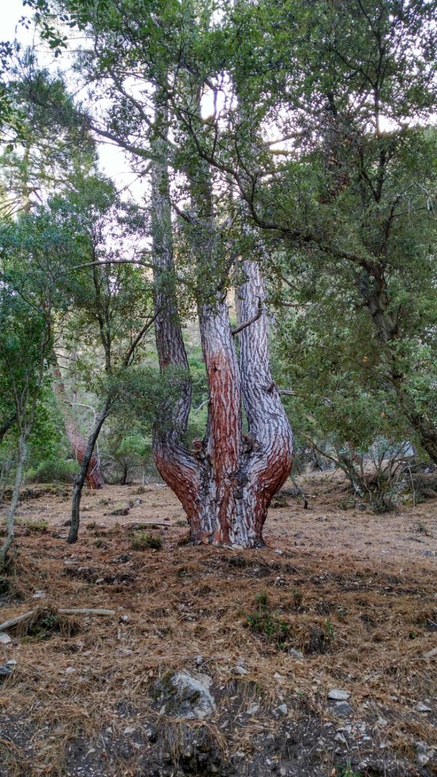 Photo 40