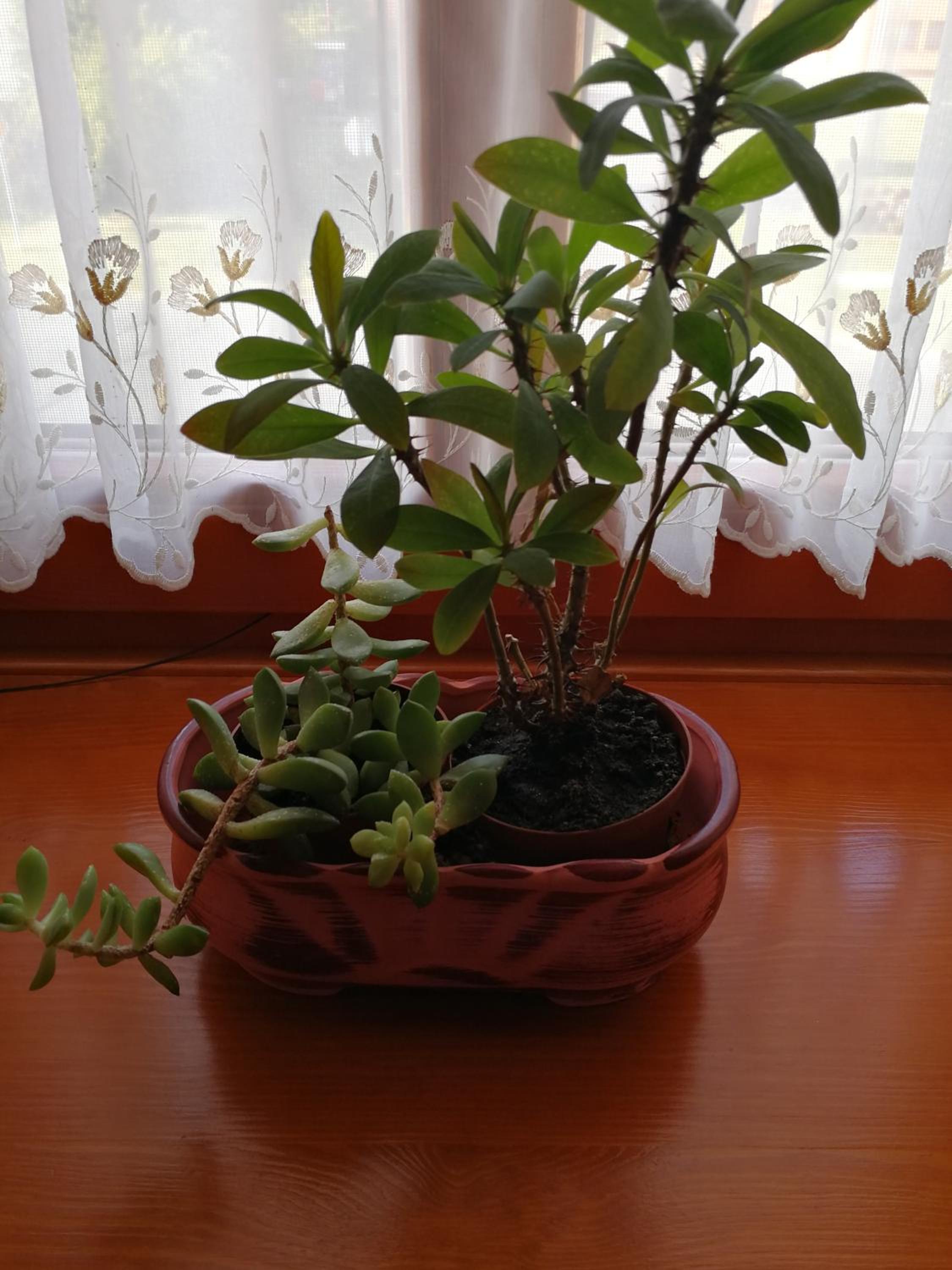 Photo 41