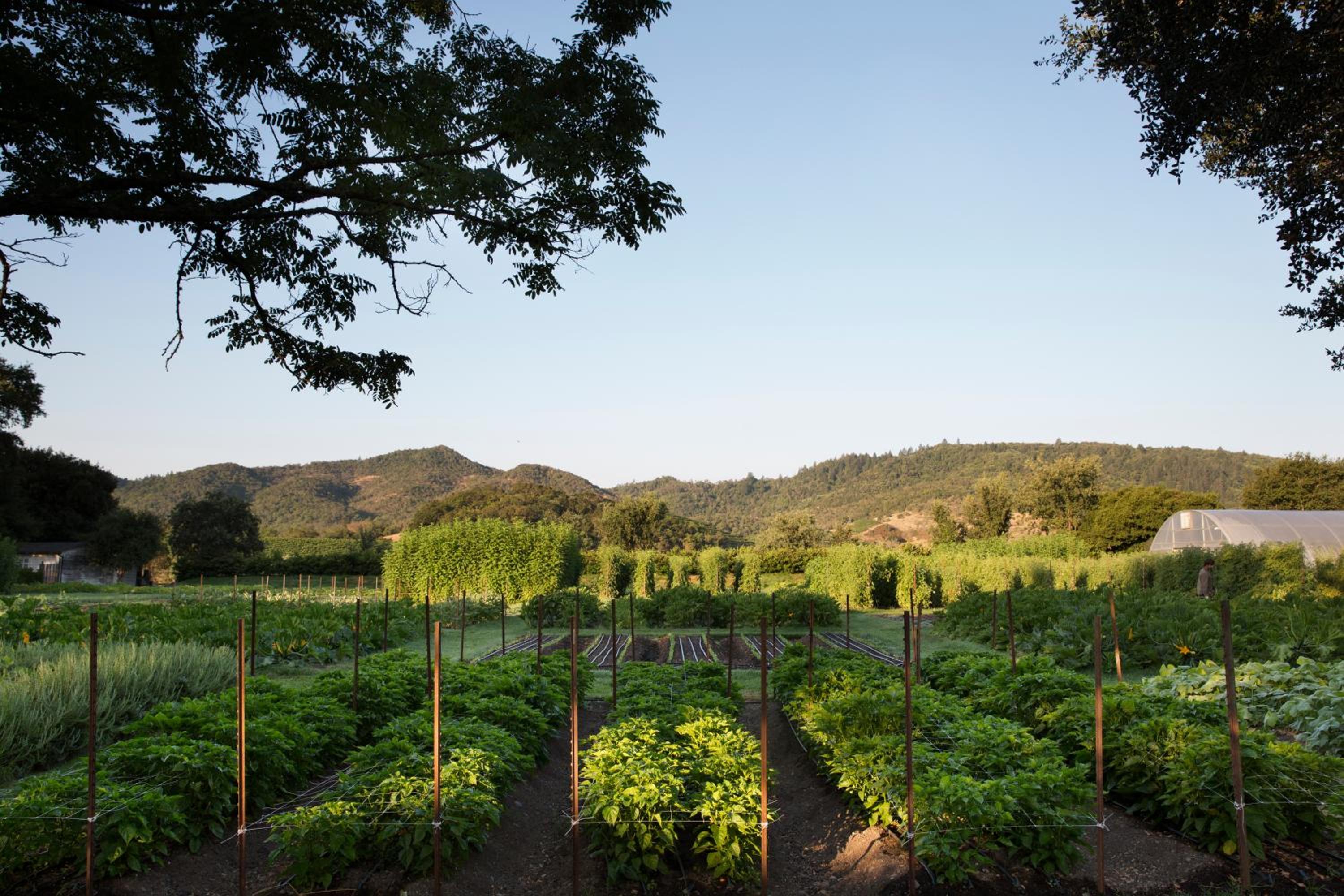 Yountville Vacations - Napa Valley Lodge - Property Image 4