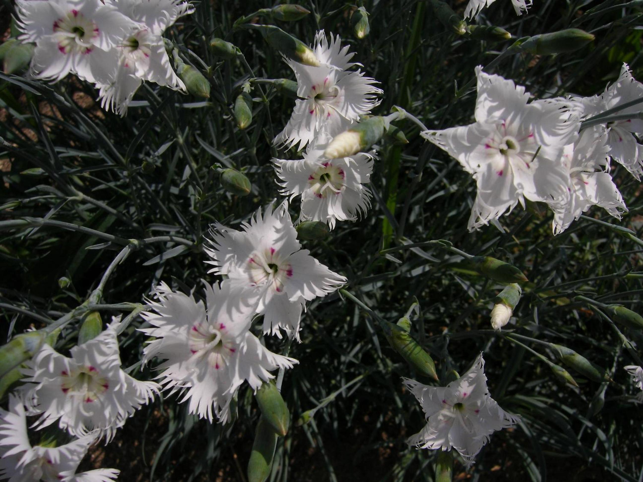 Nanakuraso