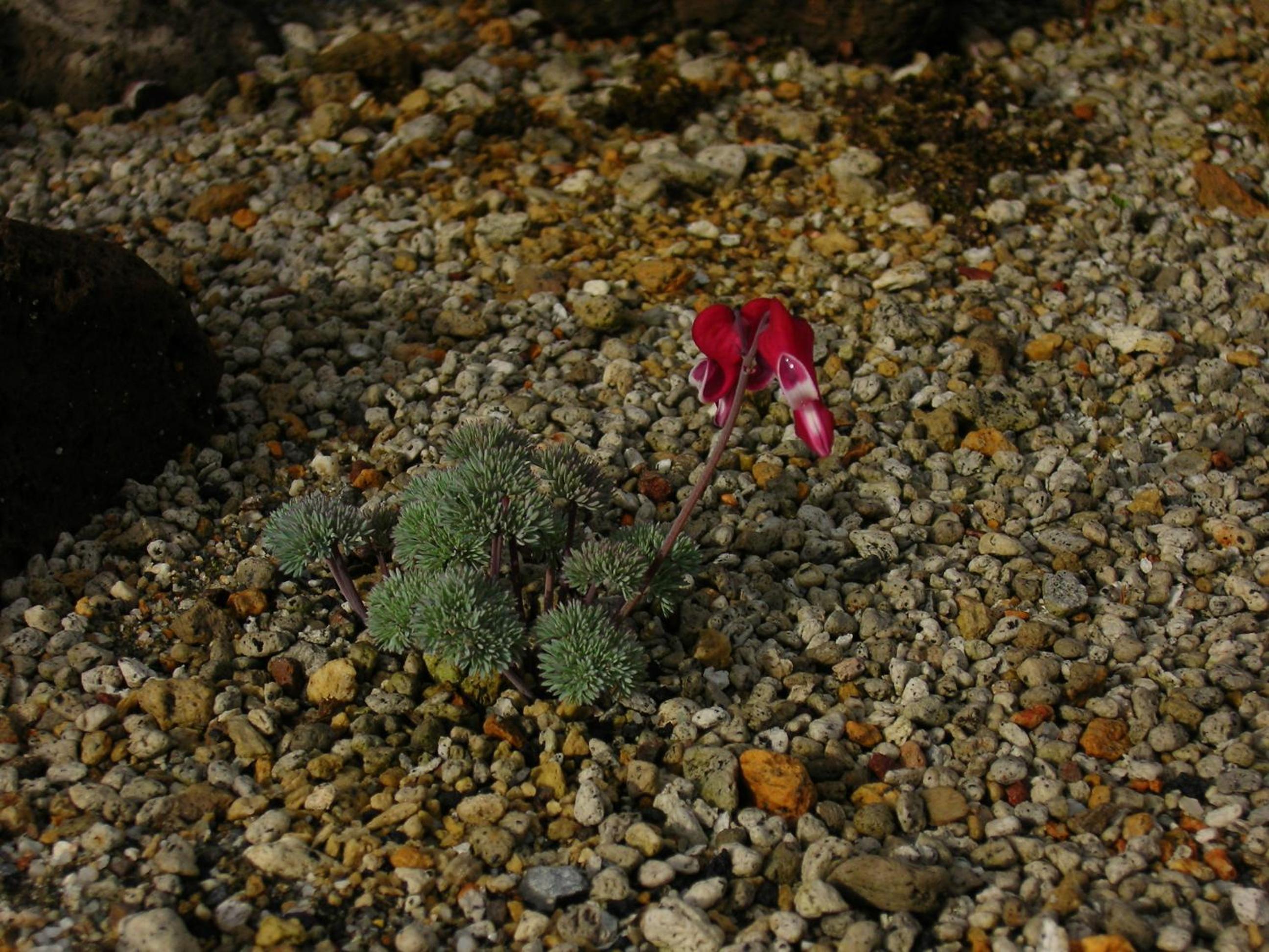 Nanakuraso