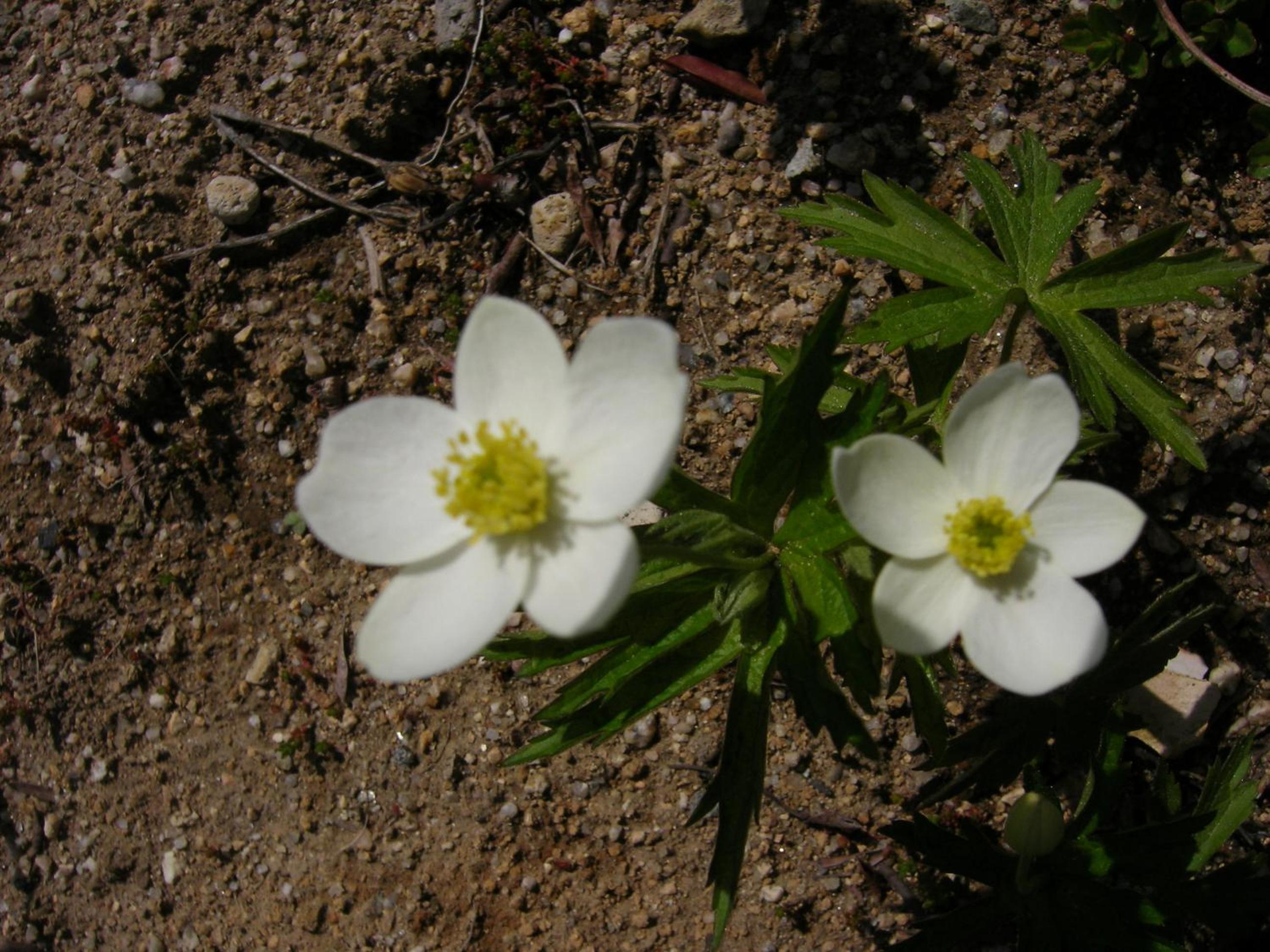 Nanakuraso