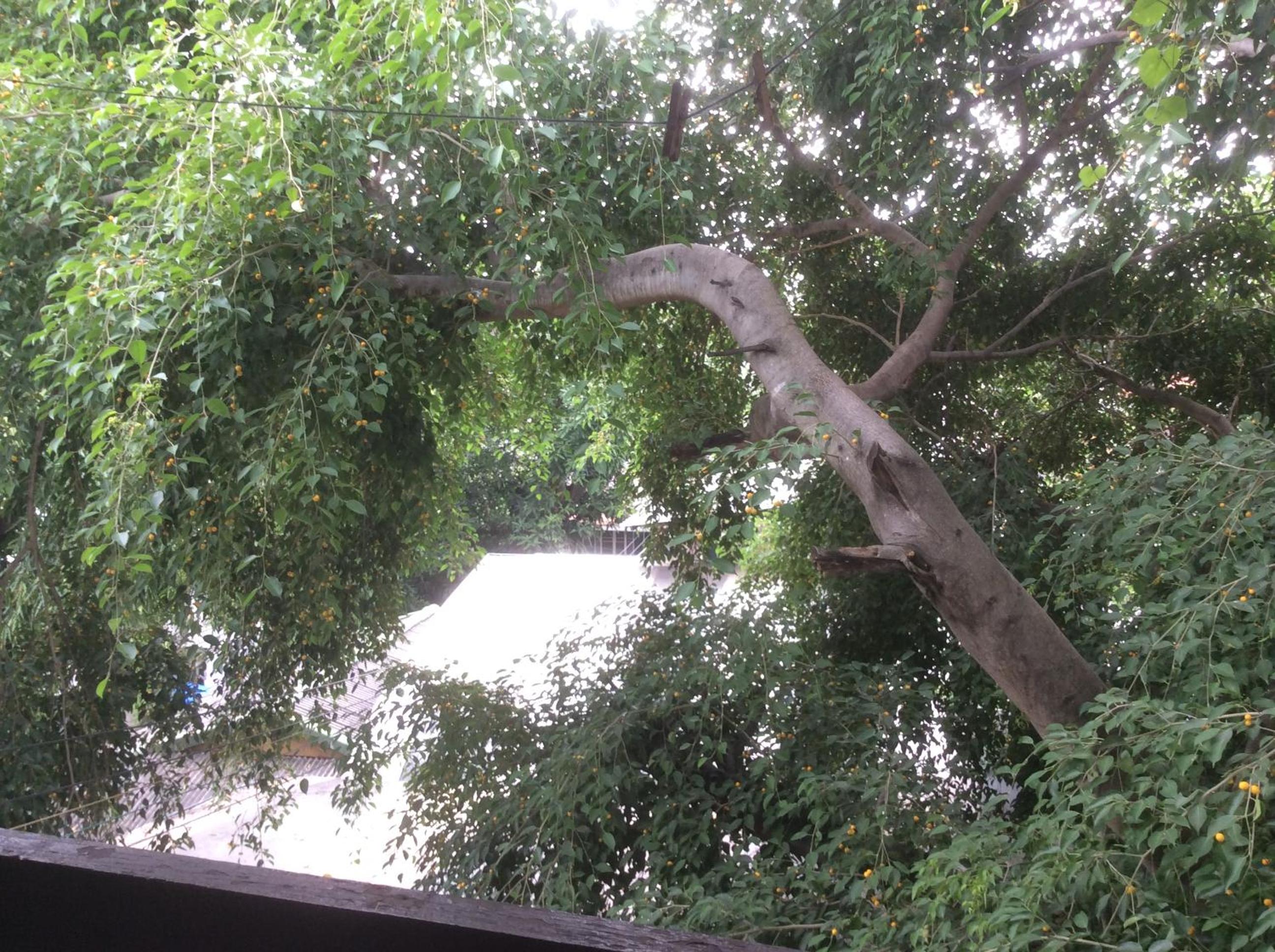 Mountain View GuesthouseChiangmai