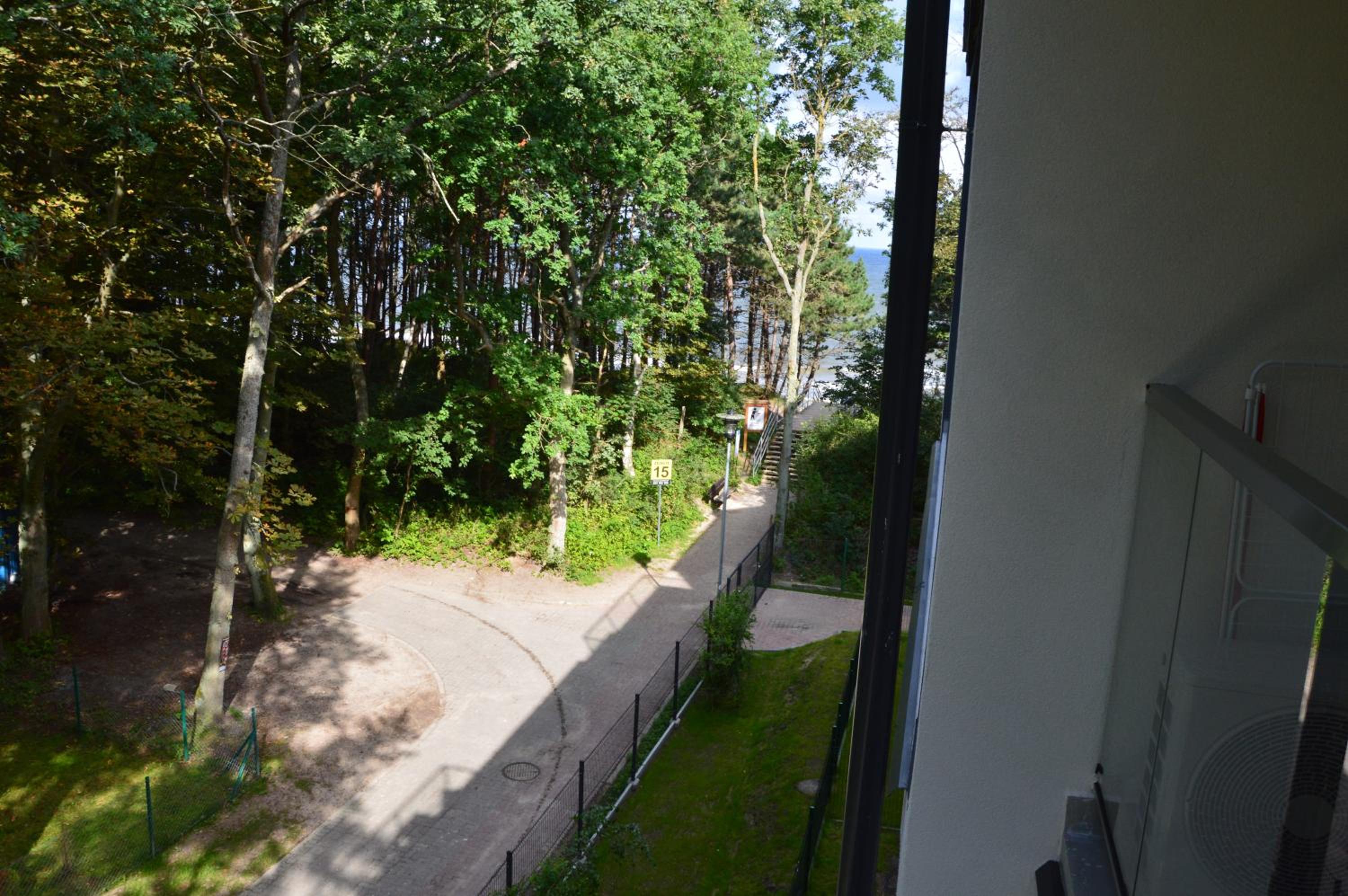 Dwie sosny i świerk view 3