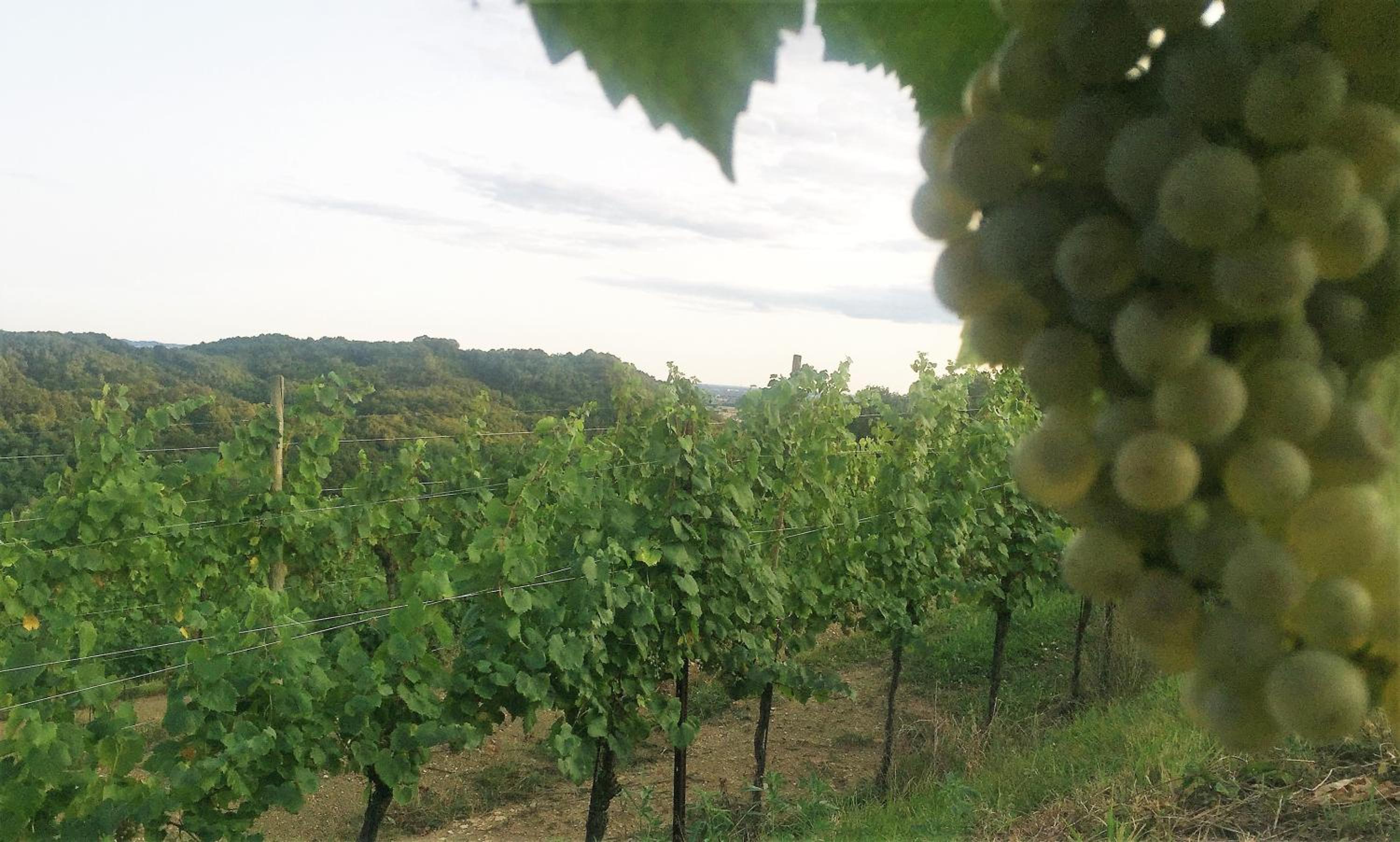 Tenuta Valdomini