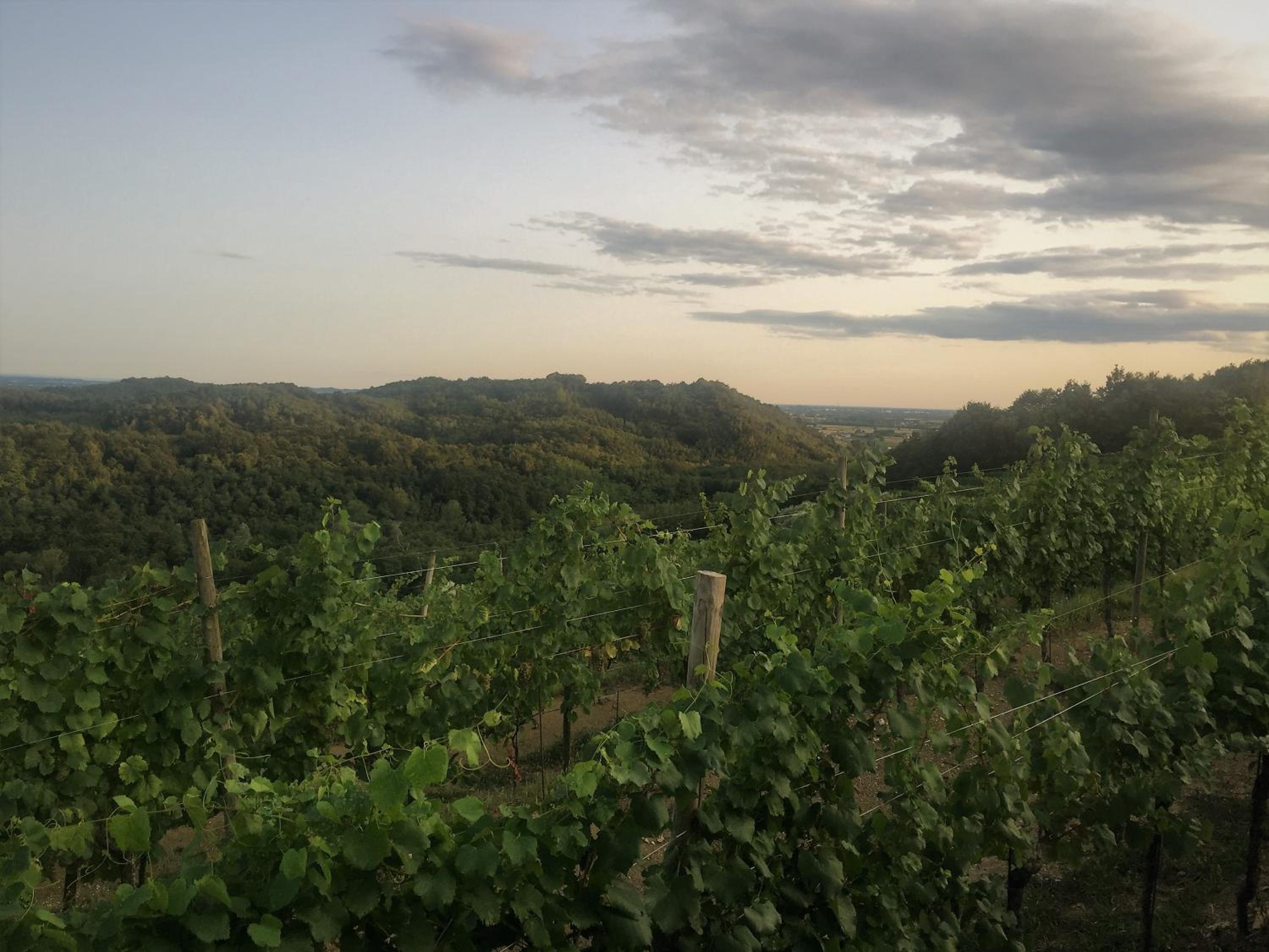 Tenuta Valdomini