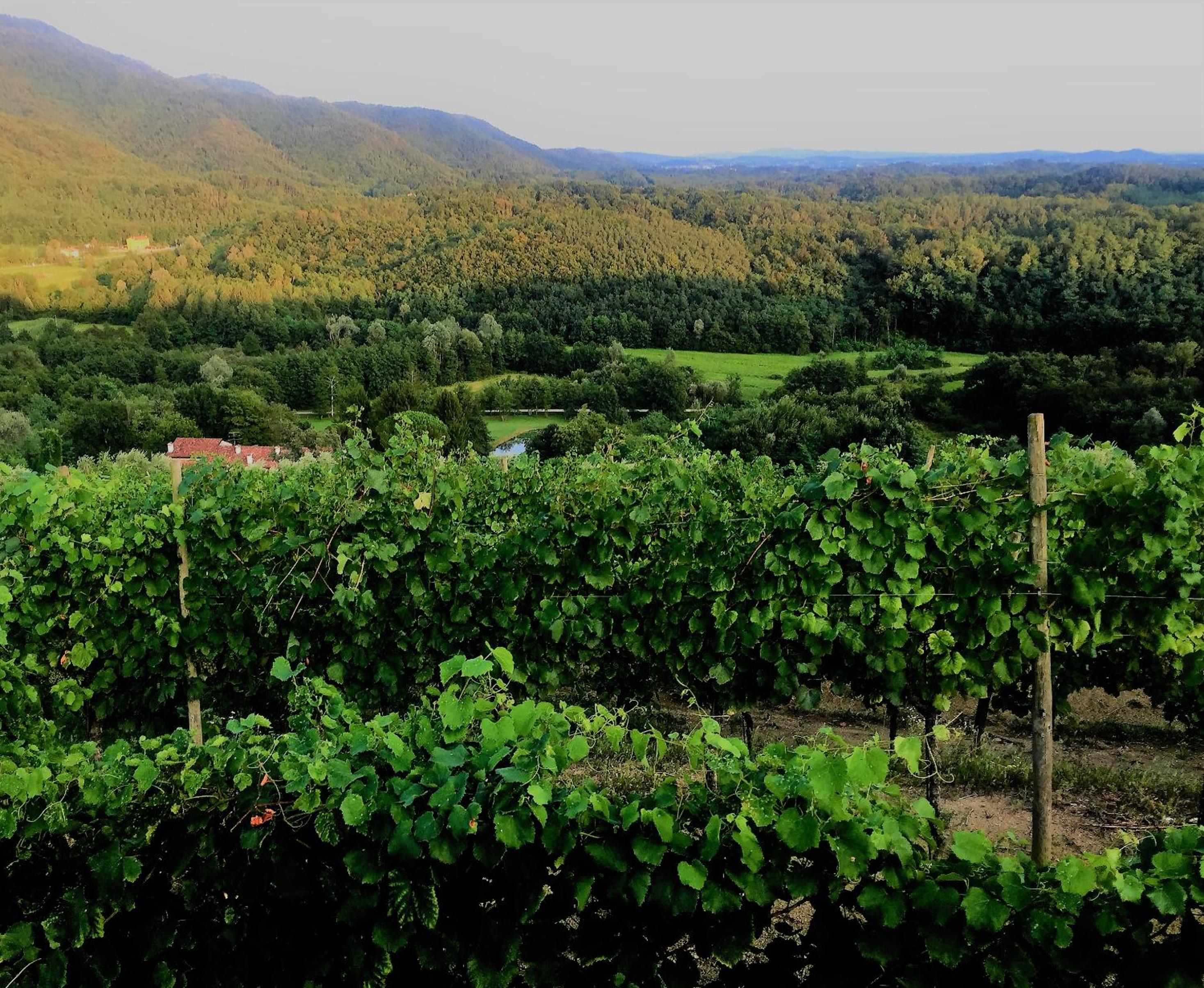 Tenuta Valdomini