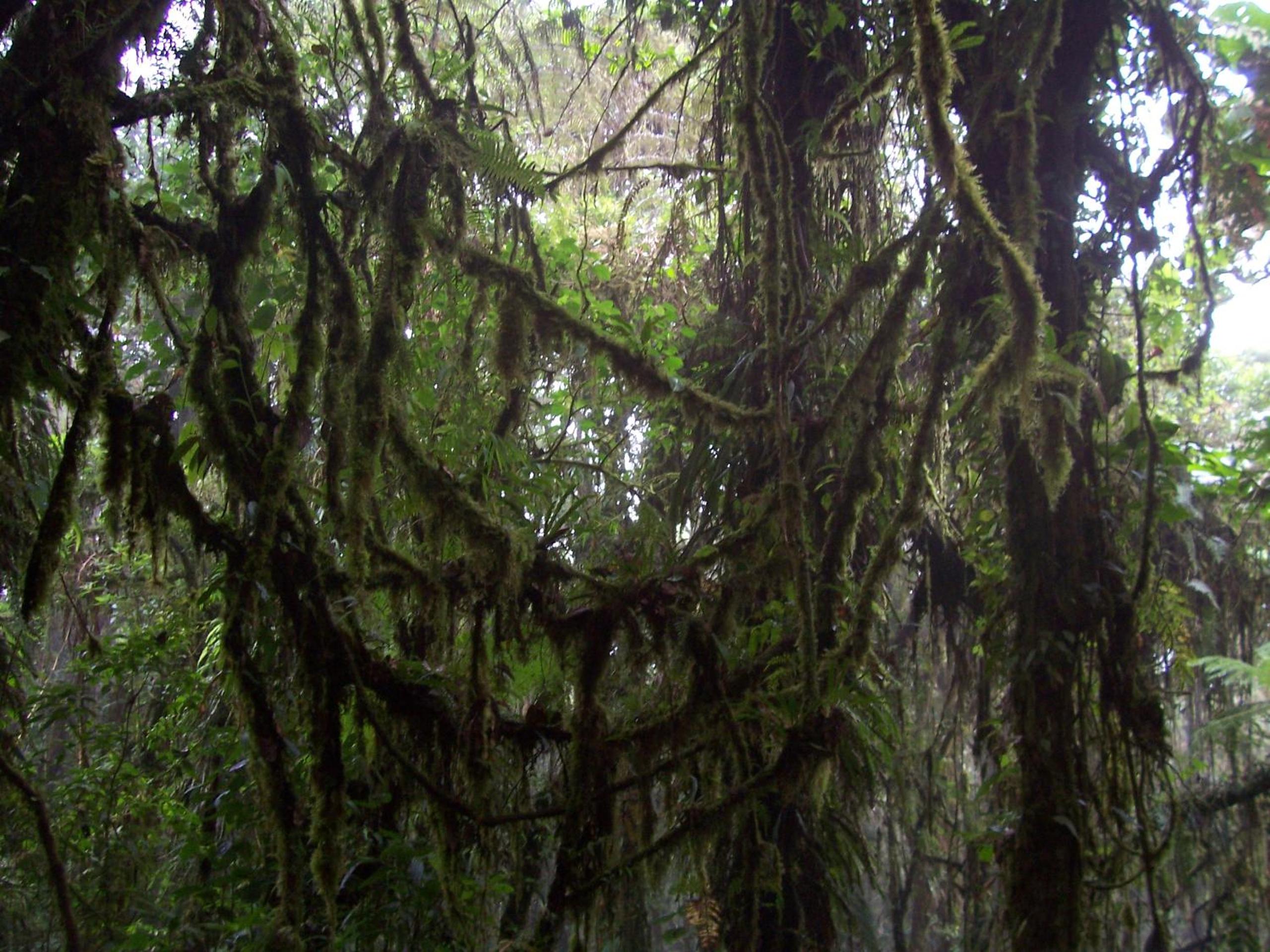 Monteverde Romantic Cabañas 5minutes mtv park