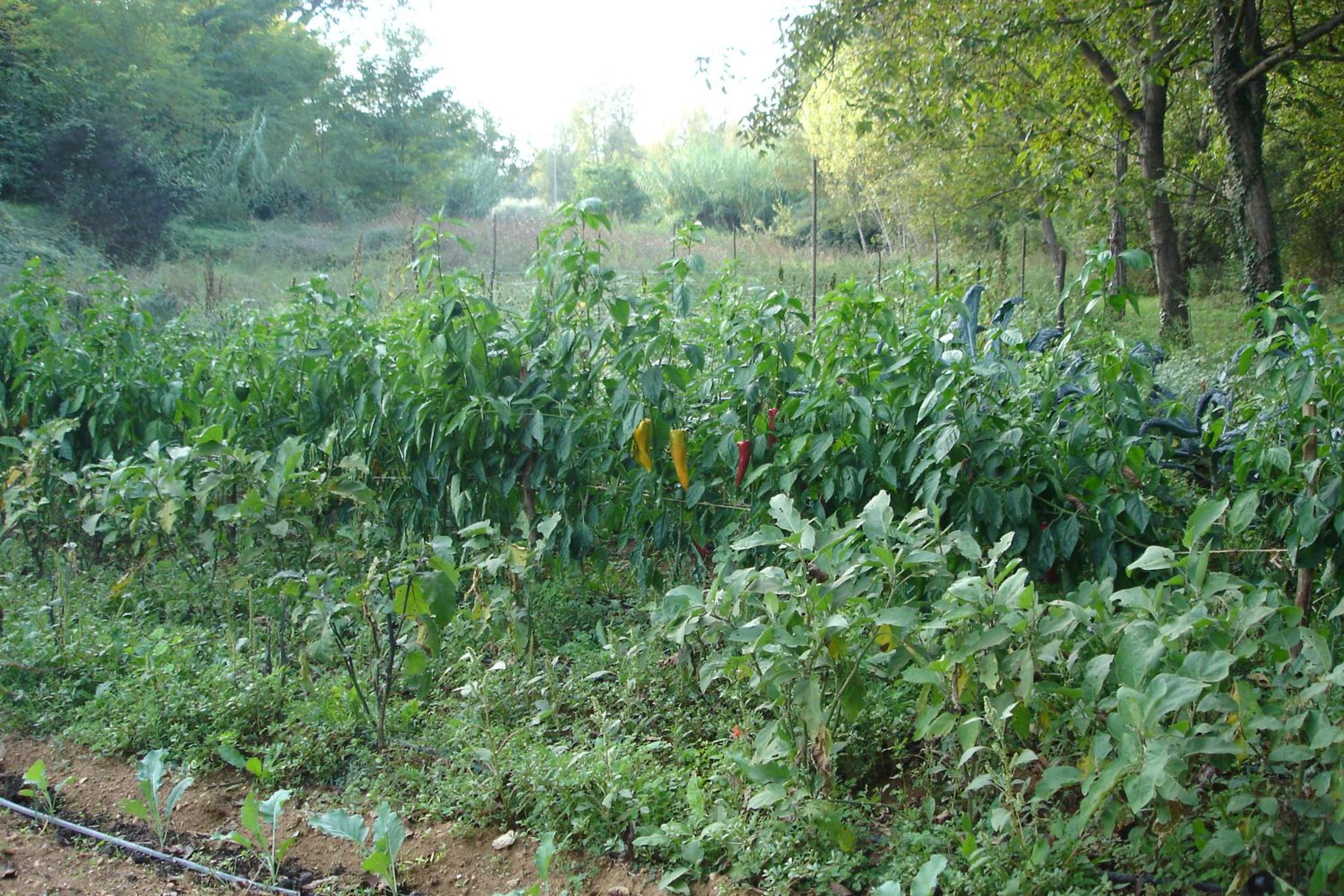 Photo 38