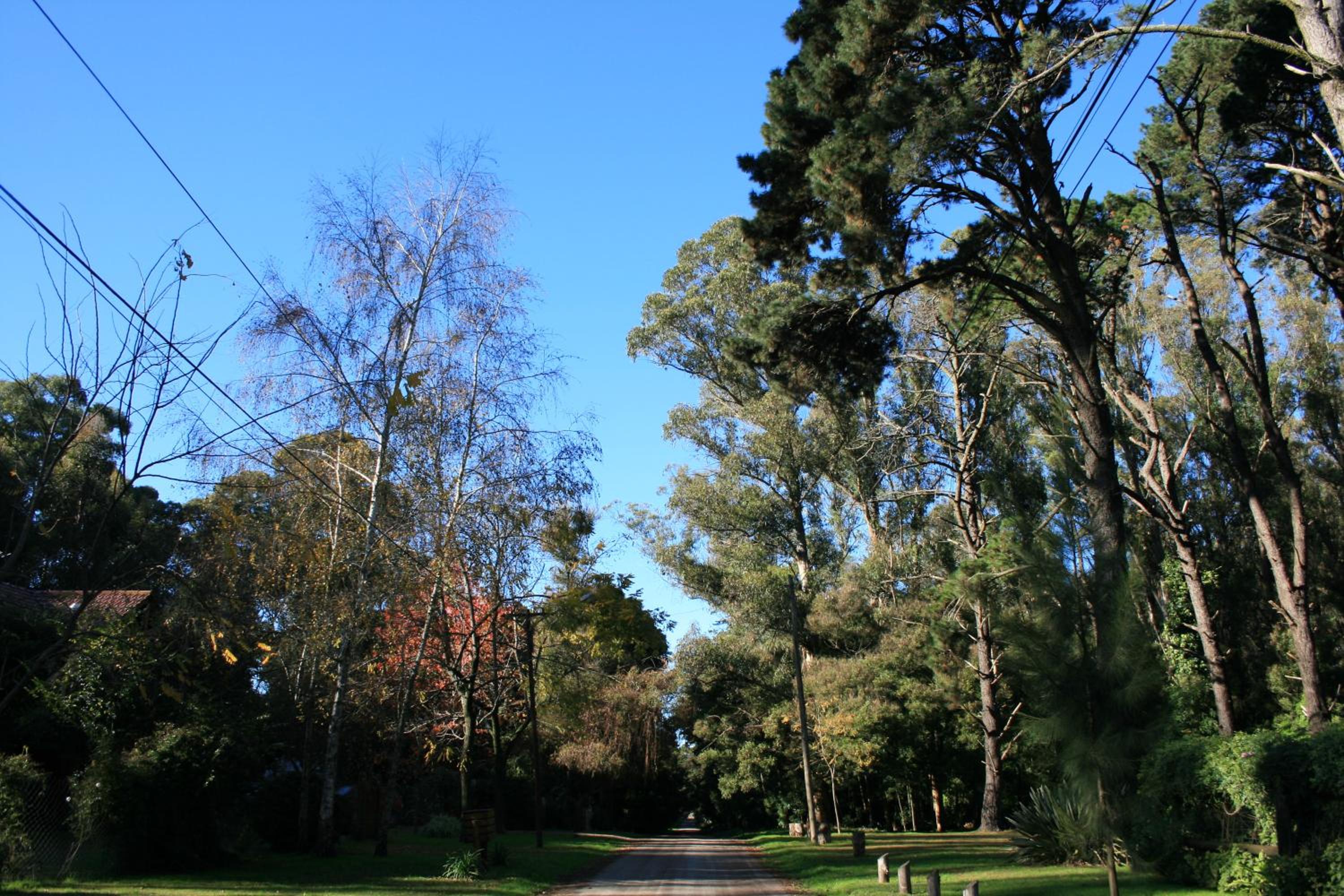 Las Cortaderas Bosque Peralta Ramos