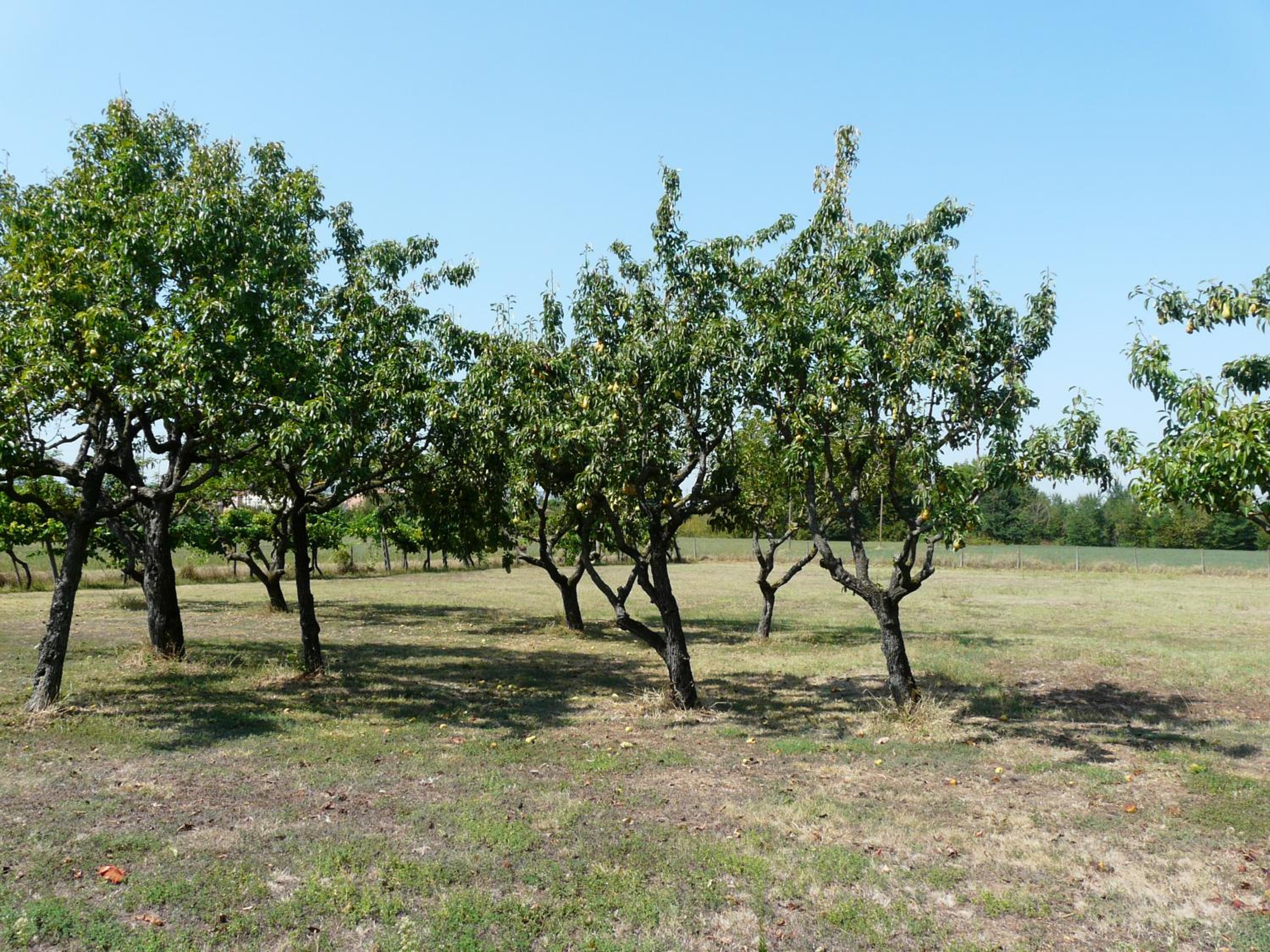 Photo 30