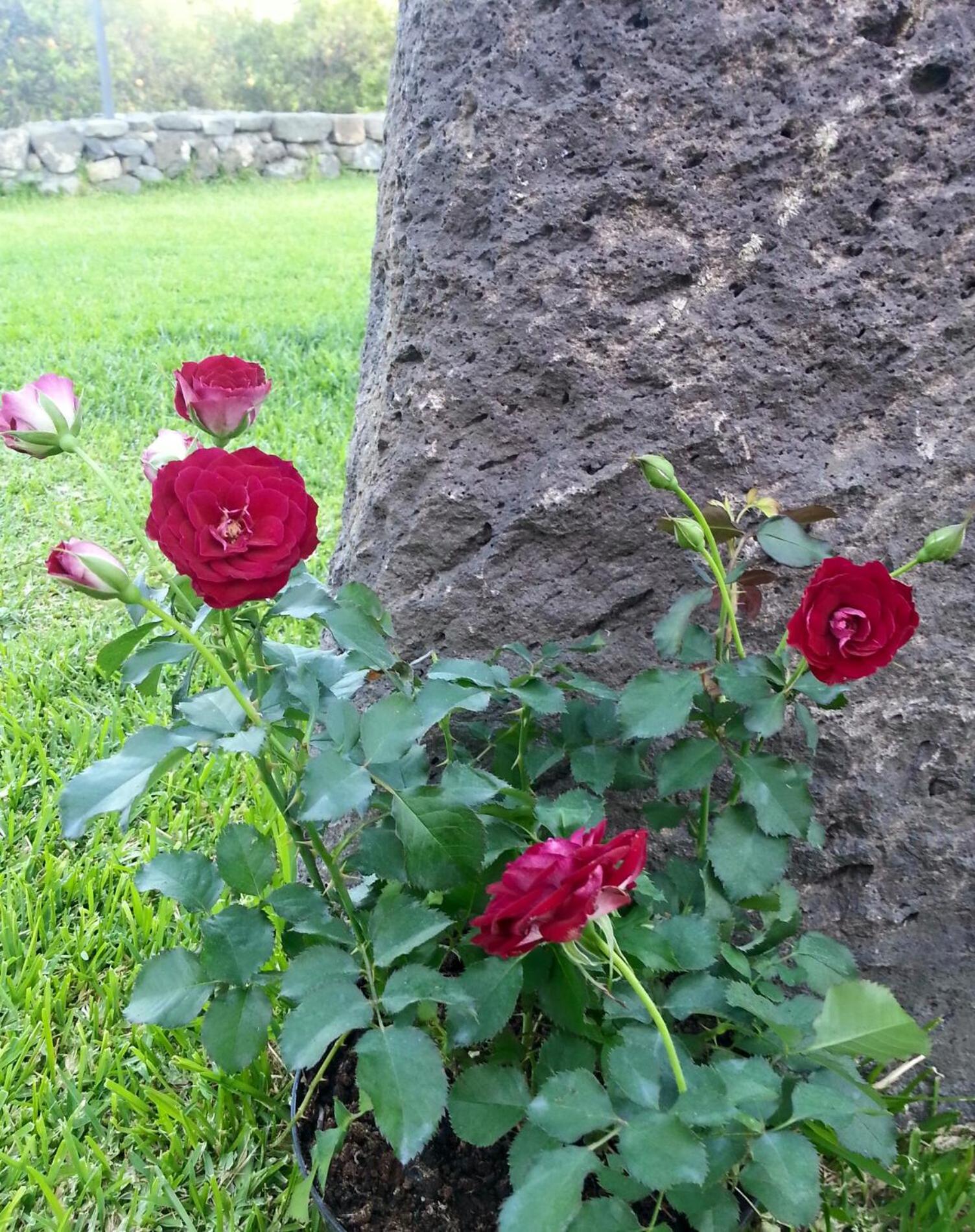 Il Giardino degli Ovali