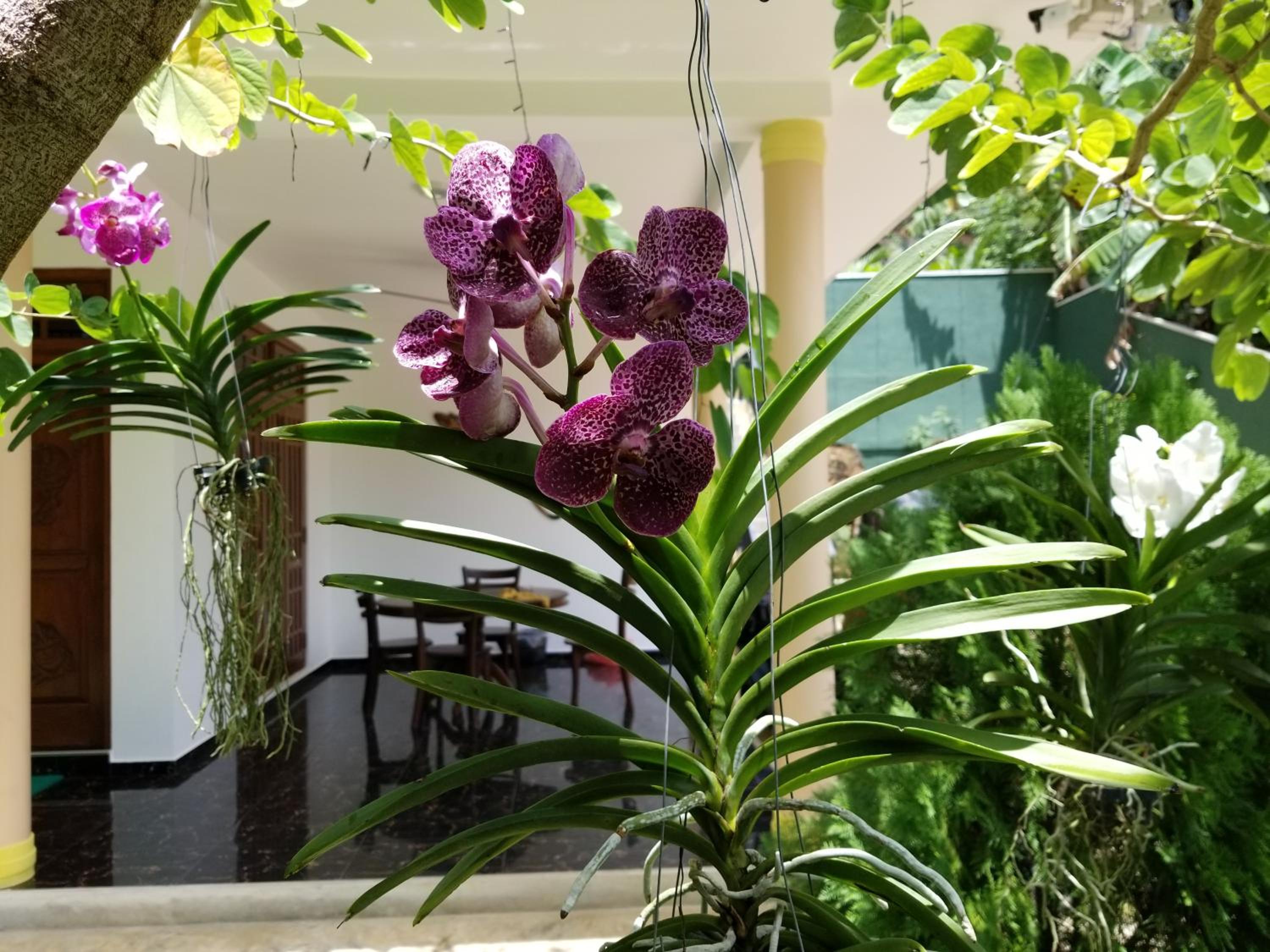 Coral Palm Villa and Apartment