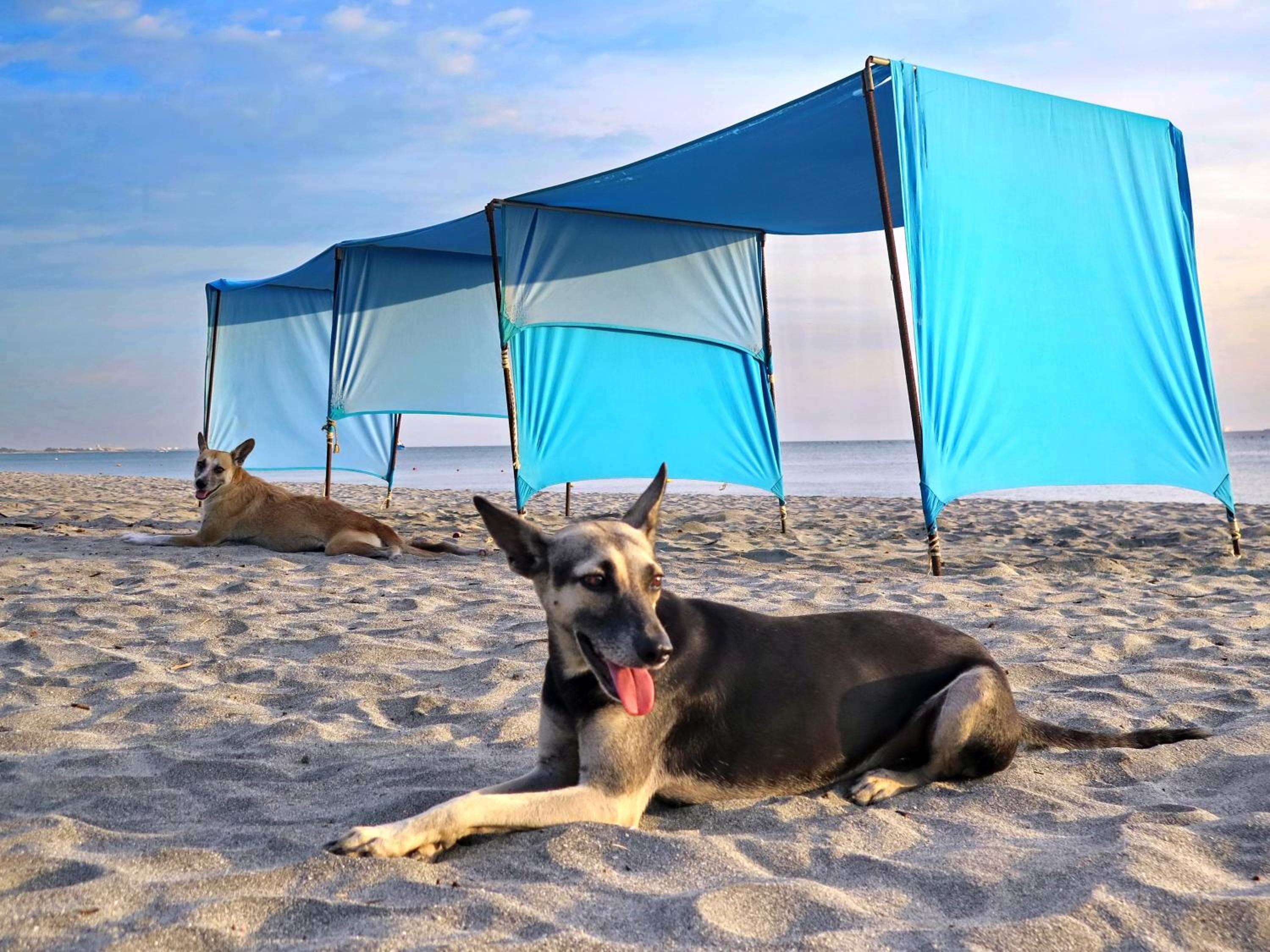 Playa del Ritmo Beach Hostel & Bar - Adults Only
